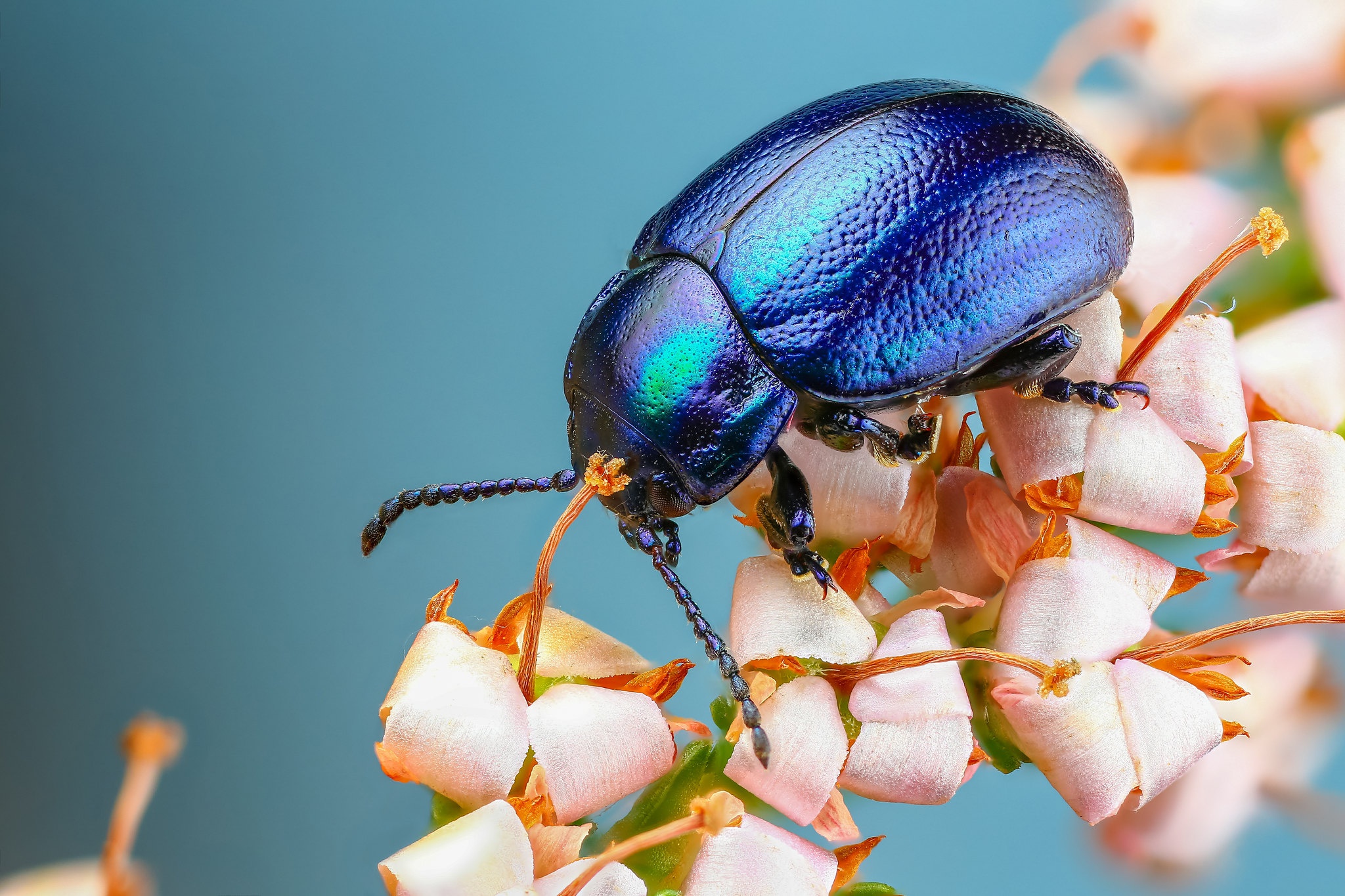 Descarga gratis la imagen Animales, Flor, Insecto, Escarabajo, Macrofotografía en el escritorio de tu PC