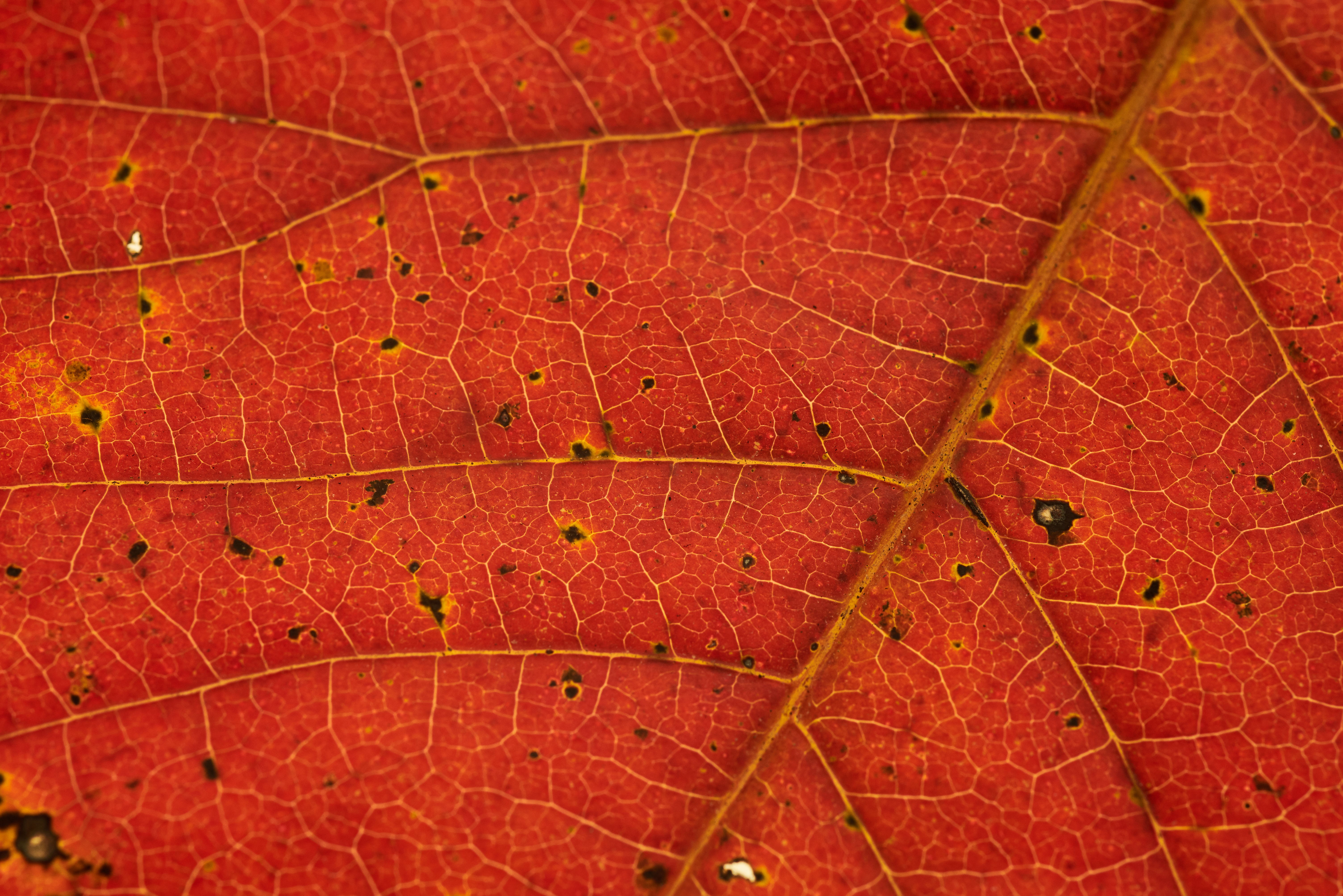 red, macro, leaf, veins