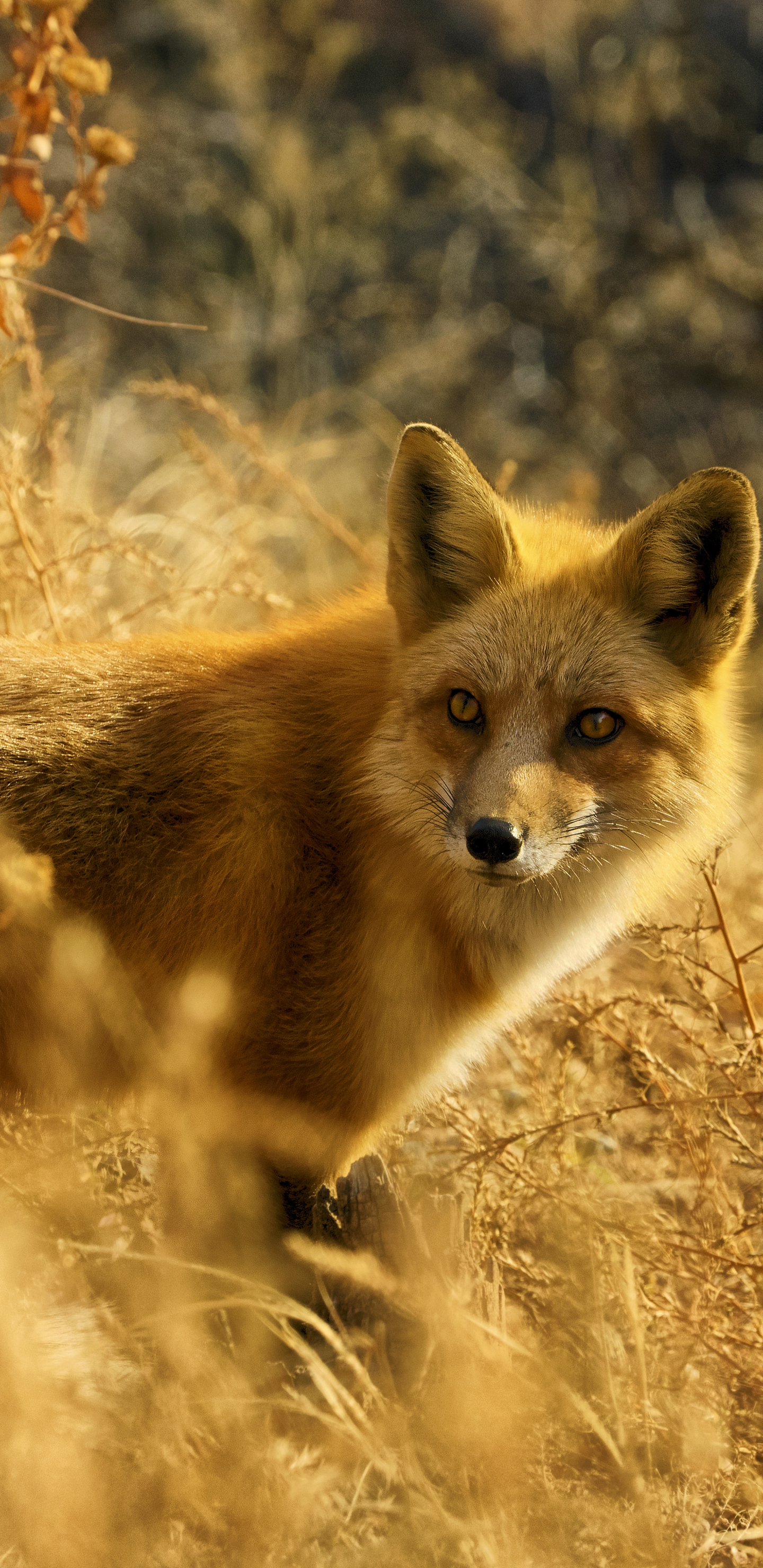 Download mobile wallpaper Fox, Animal for free.