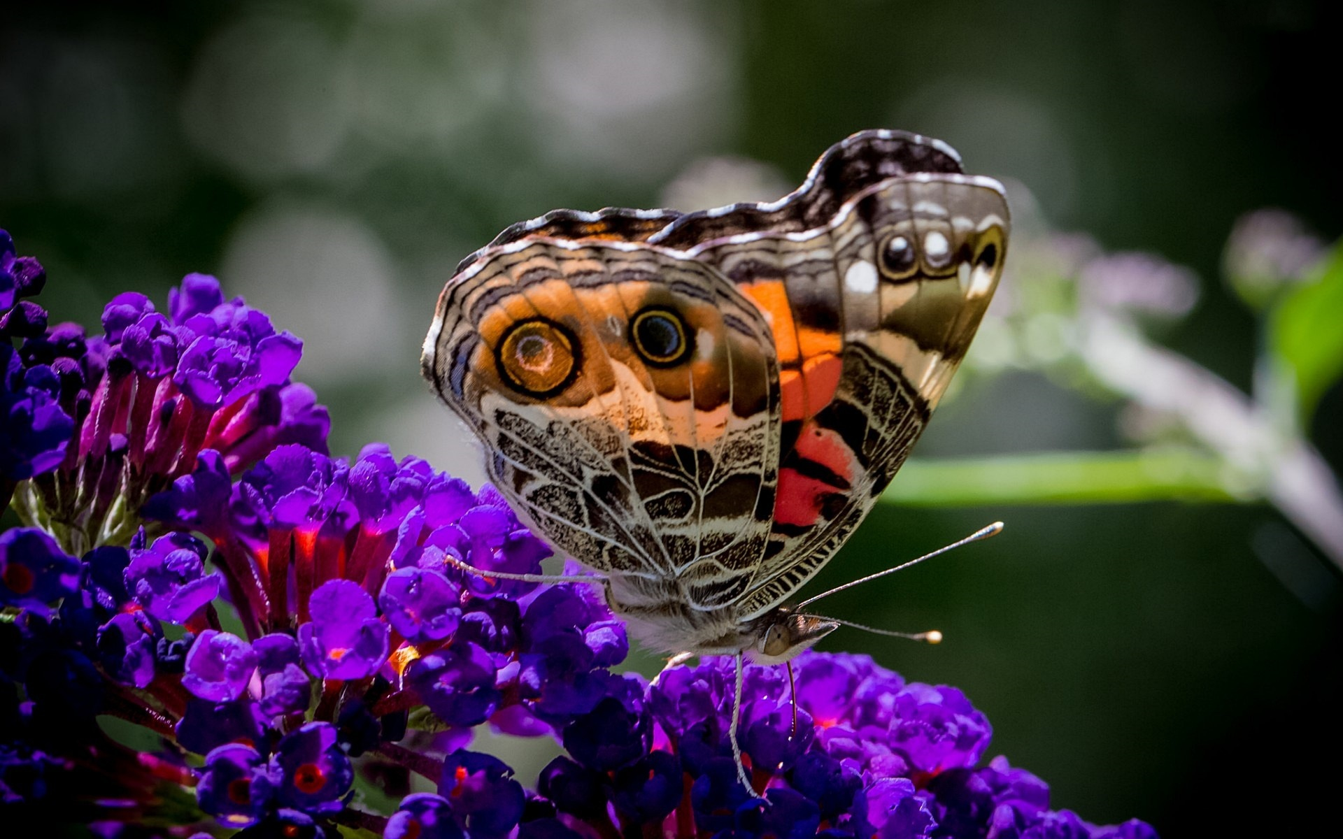 Laden Sie das Tiere, Schmetterlinge, Blume, Makro, Bunt-Bild kostenlos auf Ihren PC-Desktop herunter