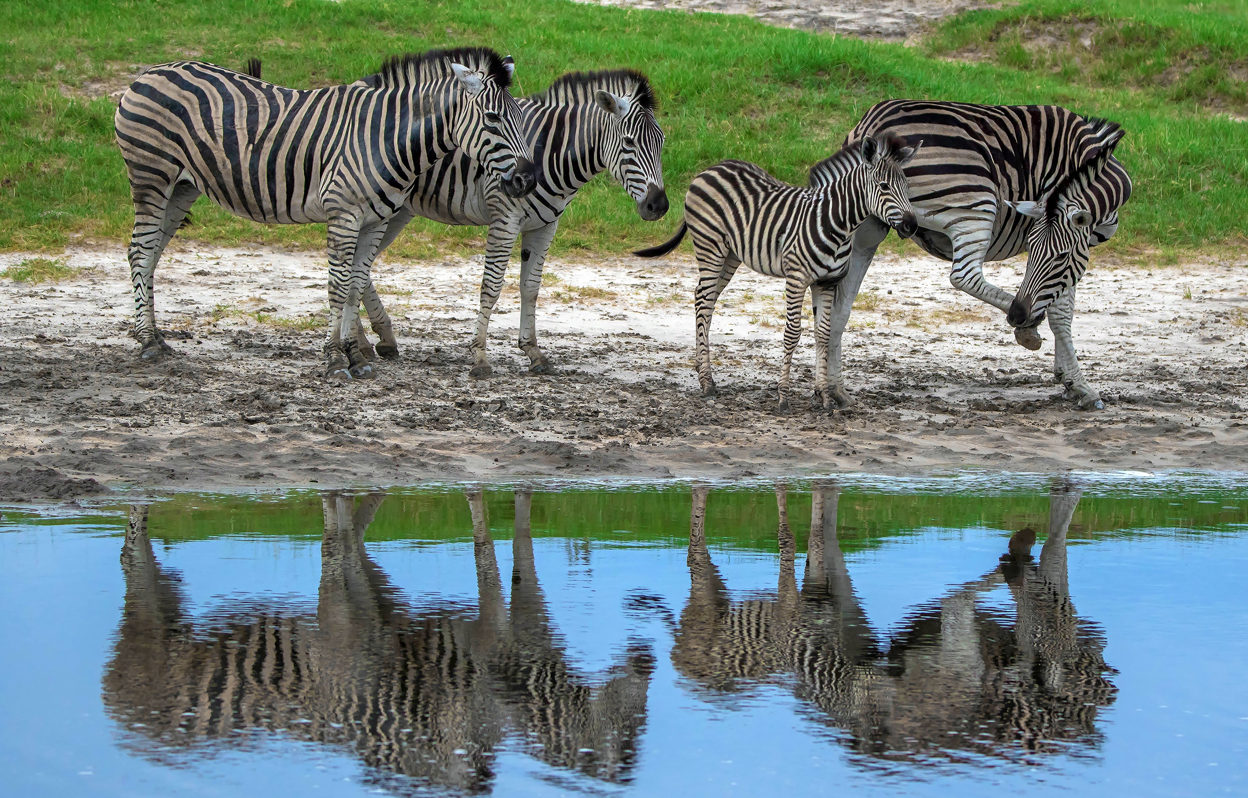 Laden Sie das Tiere, Spiegelung, Zebra-Bild kostenlos auf Ihren PC-Desktop herunter