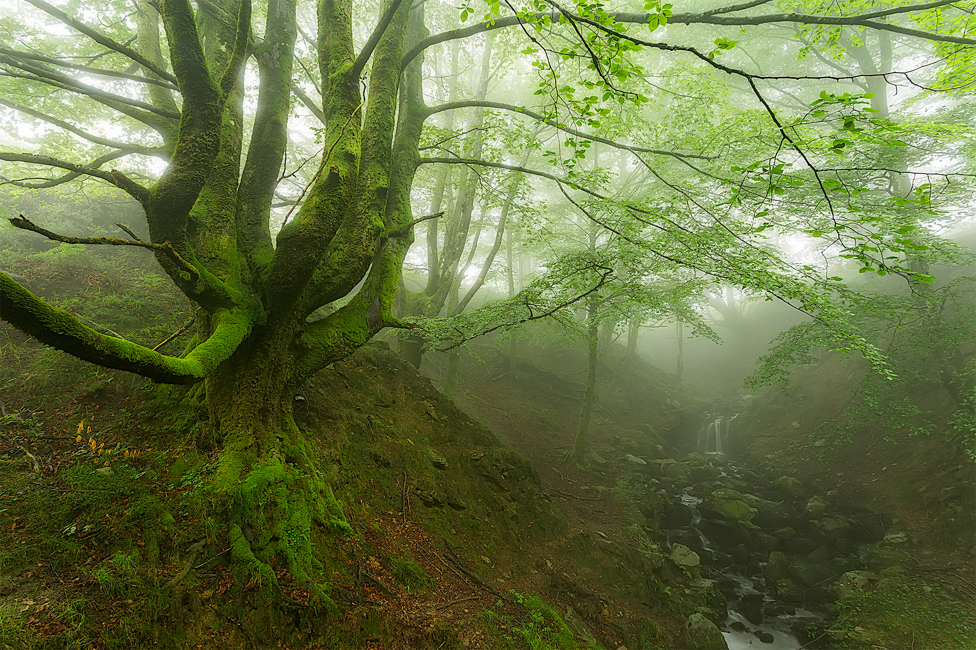 Download mobile wallpaper Nature, Forest, Tree, Fog, Earth, Stream for free.