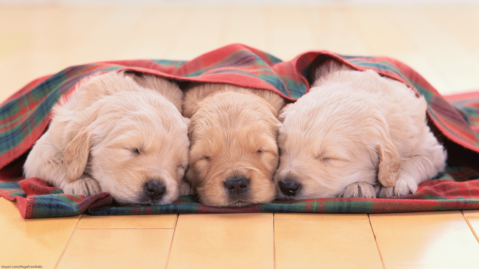 Téléchargez des papiers peints mobile Animaux, Chien, Chiot, Mignon gratuitement.