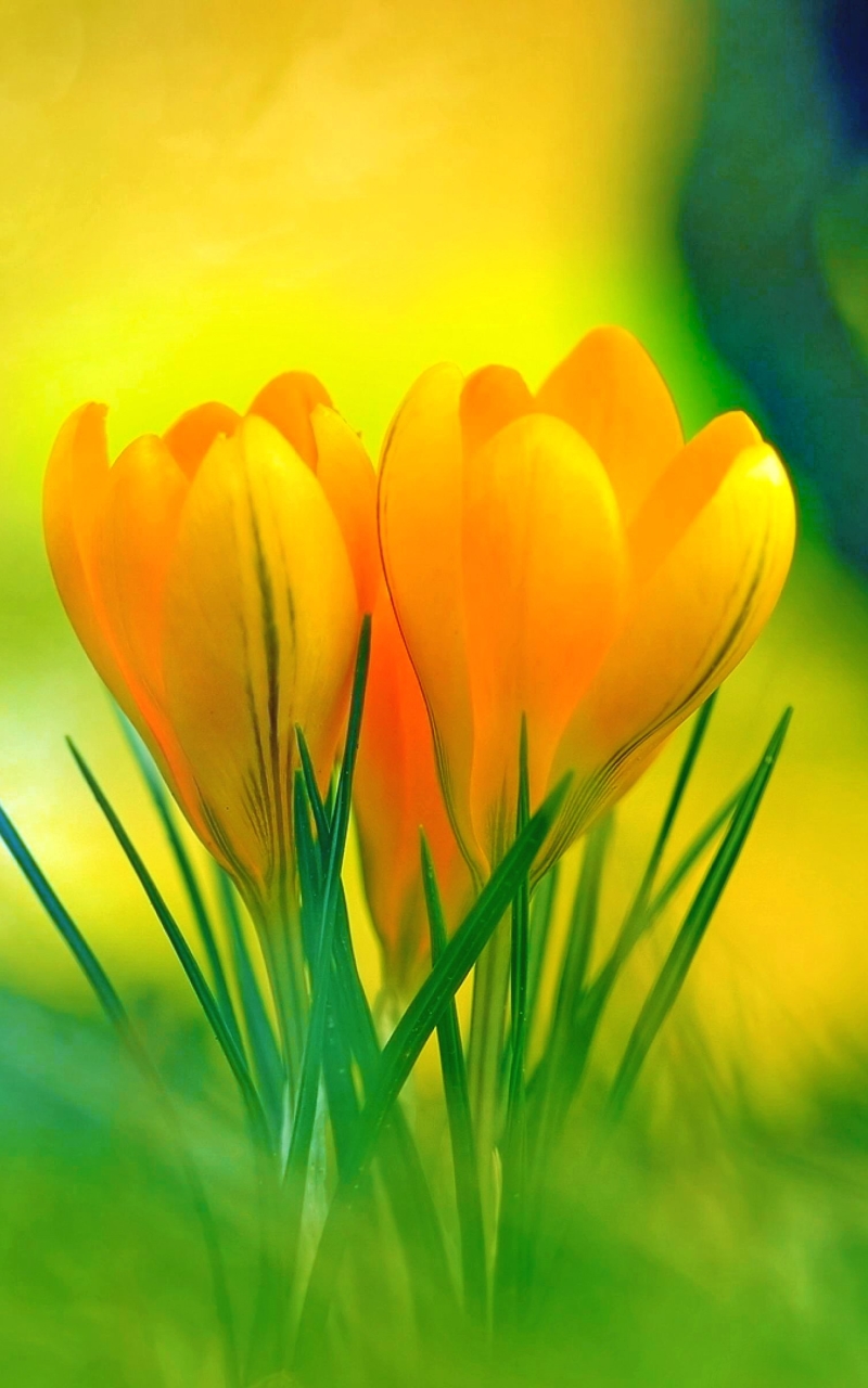 Скачати мобільні шпалери Квітка, Земля, Весна, Крокус, Жовта Квітка, Флауерзи безкоштовно.