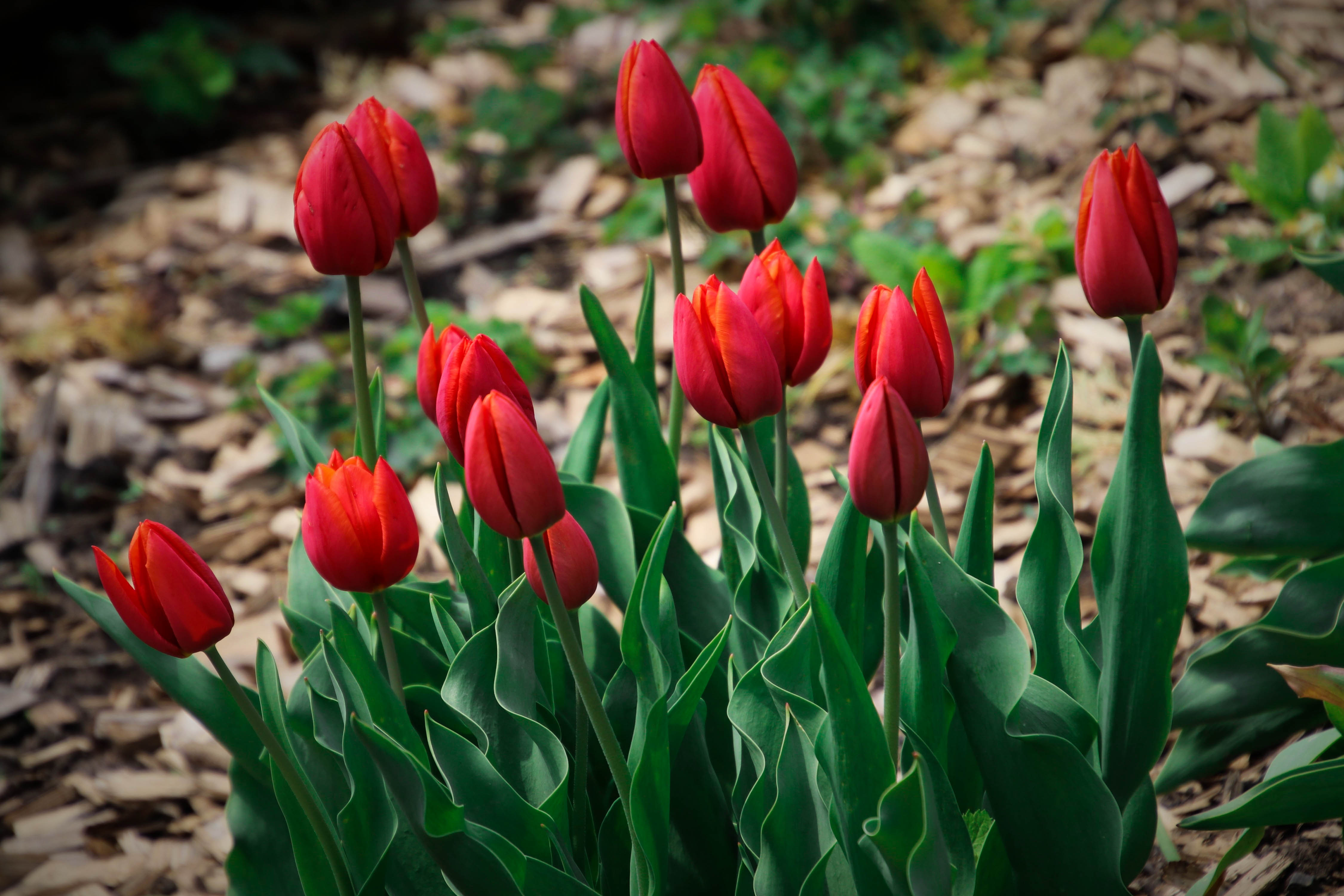 Handy-Wallpaper Blumen, Blume, Tulpe, Erde/natur kostenlos herunterladen.