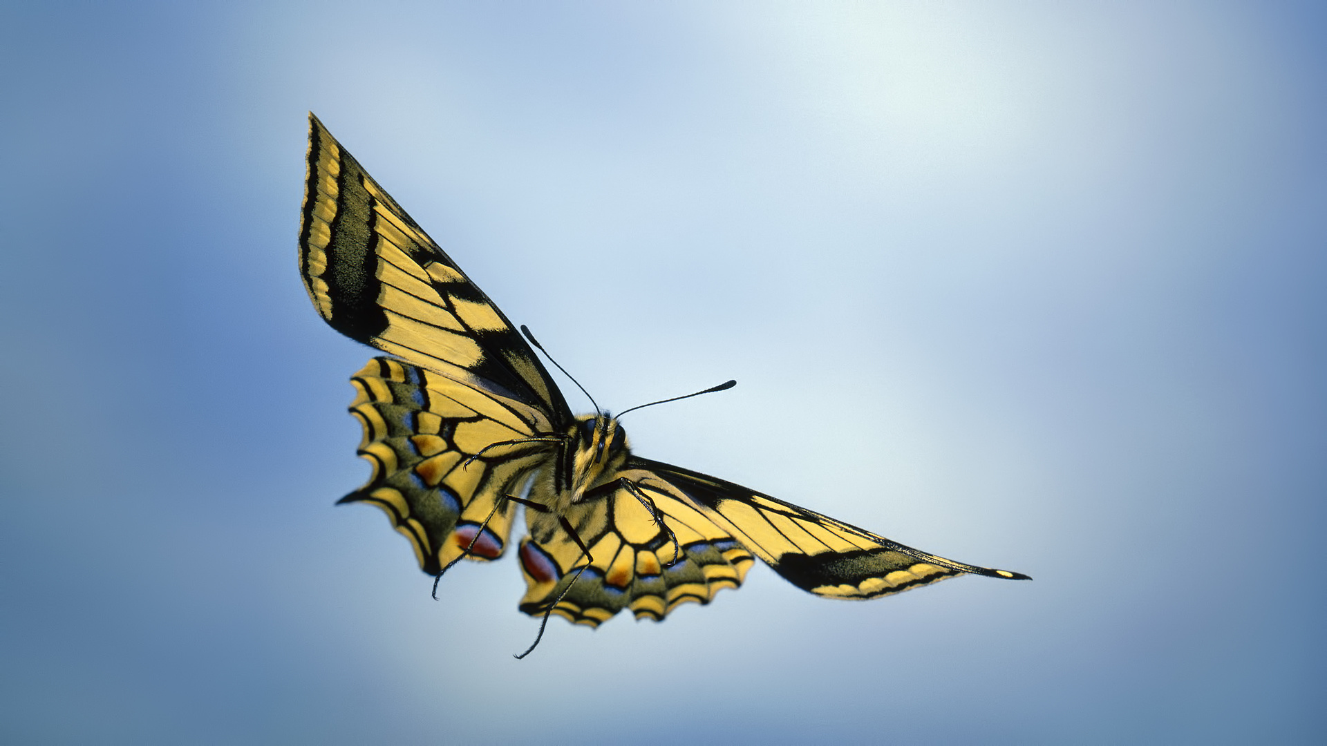 28126 descargar imagen mariposas, insectos, azul: fondos de pantalla y protectores de pantalla gratis