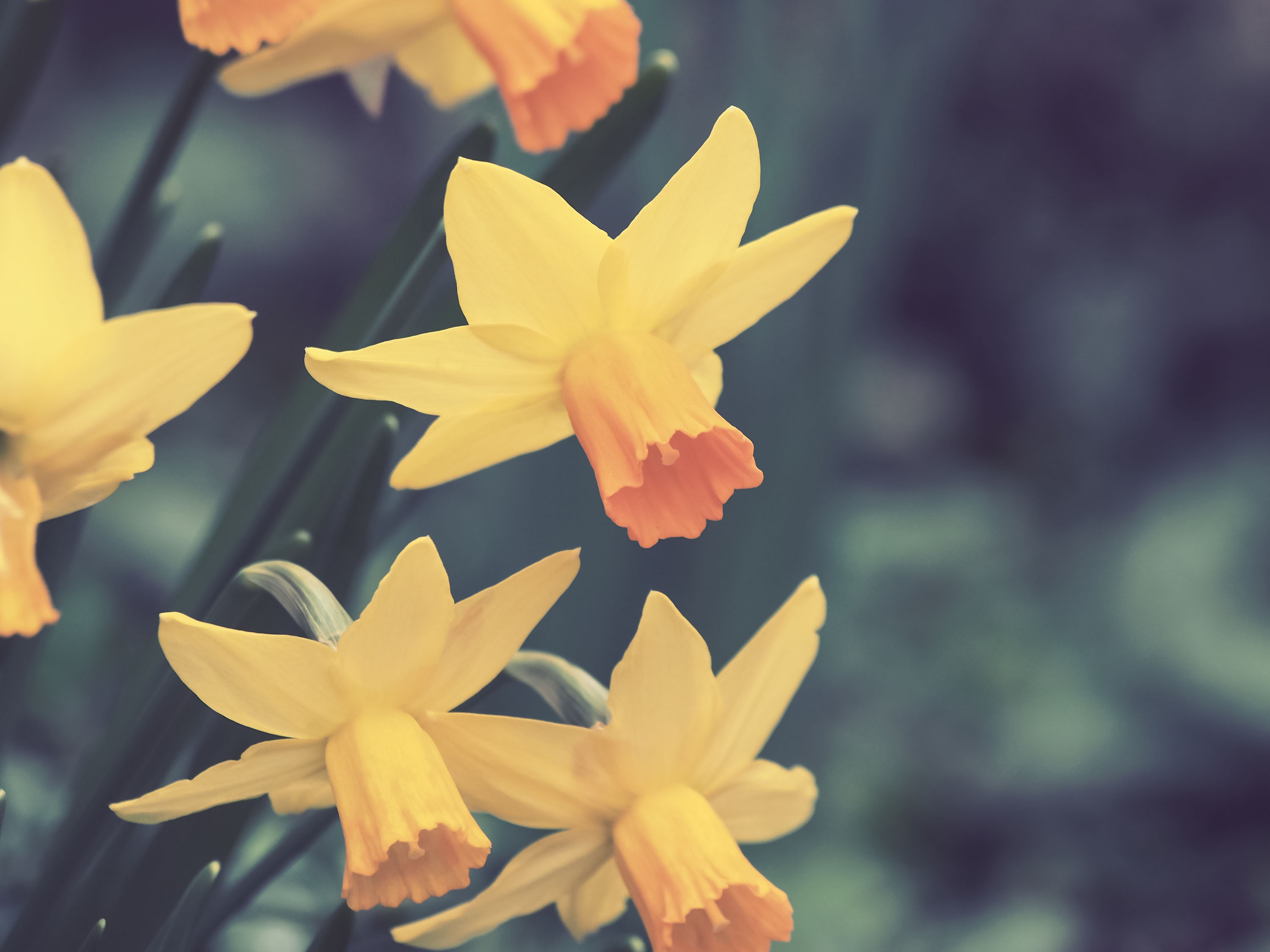 1920x1080 Background flowers, narcissussi, buds