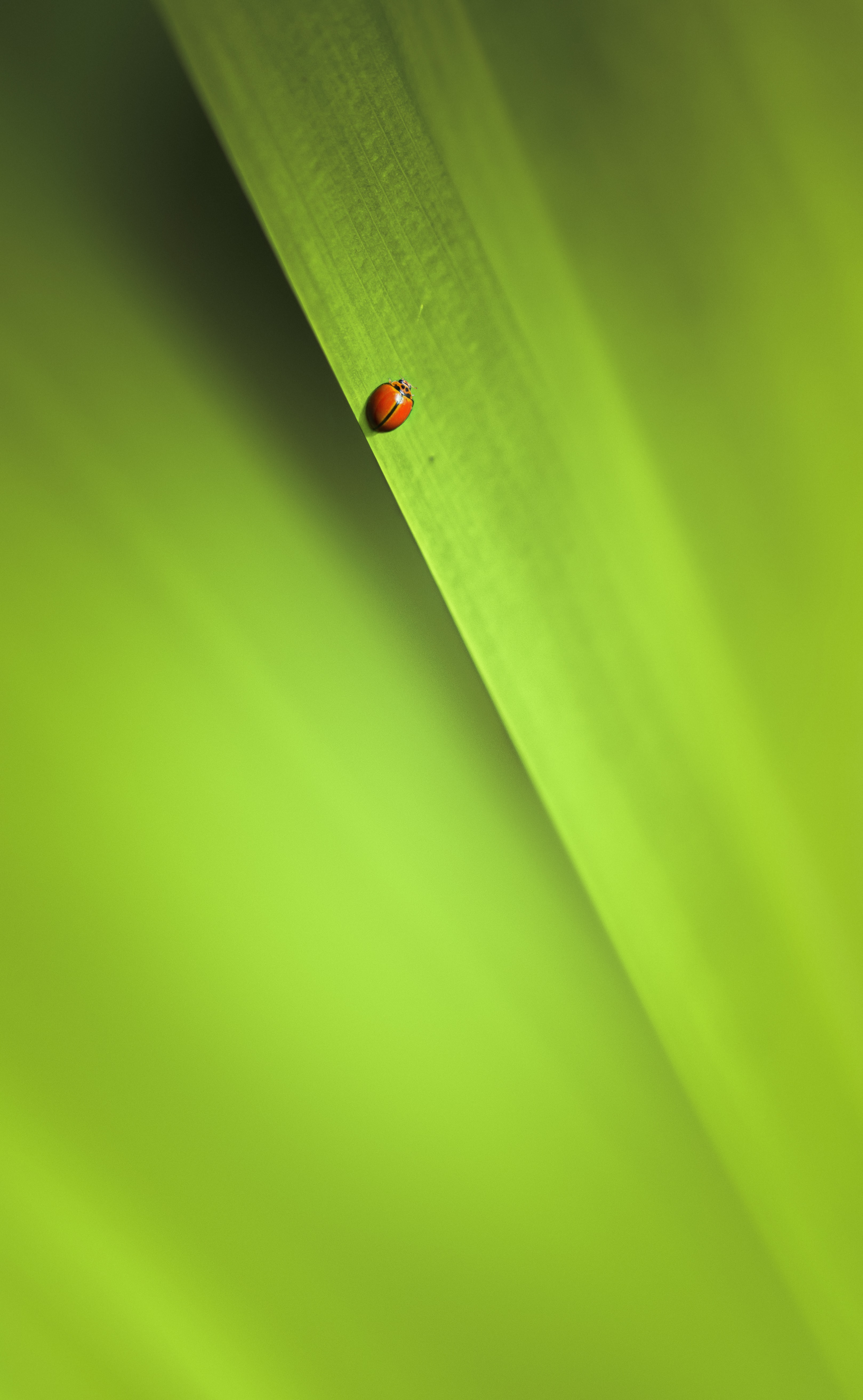 Download mobile wallpaper Macro, Leaf, Sheet, Insect for free.