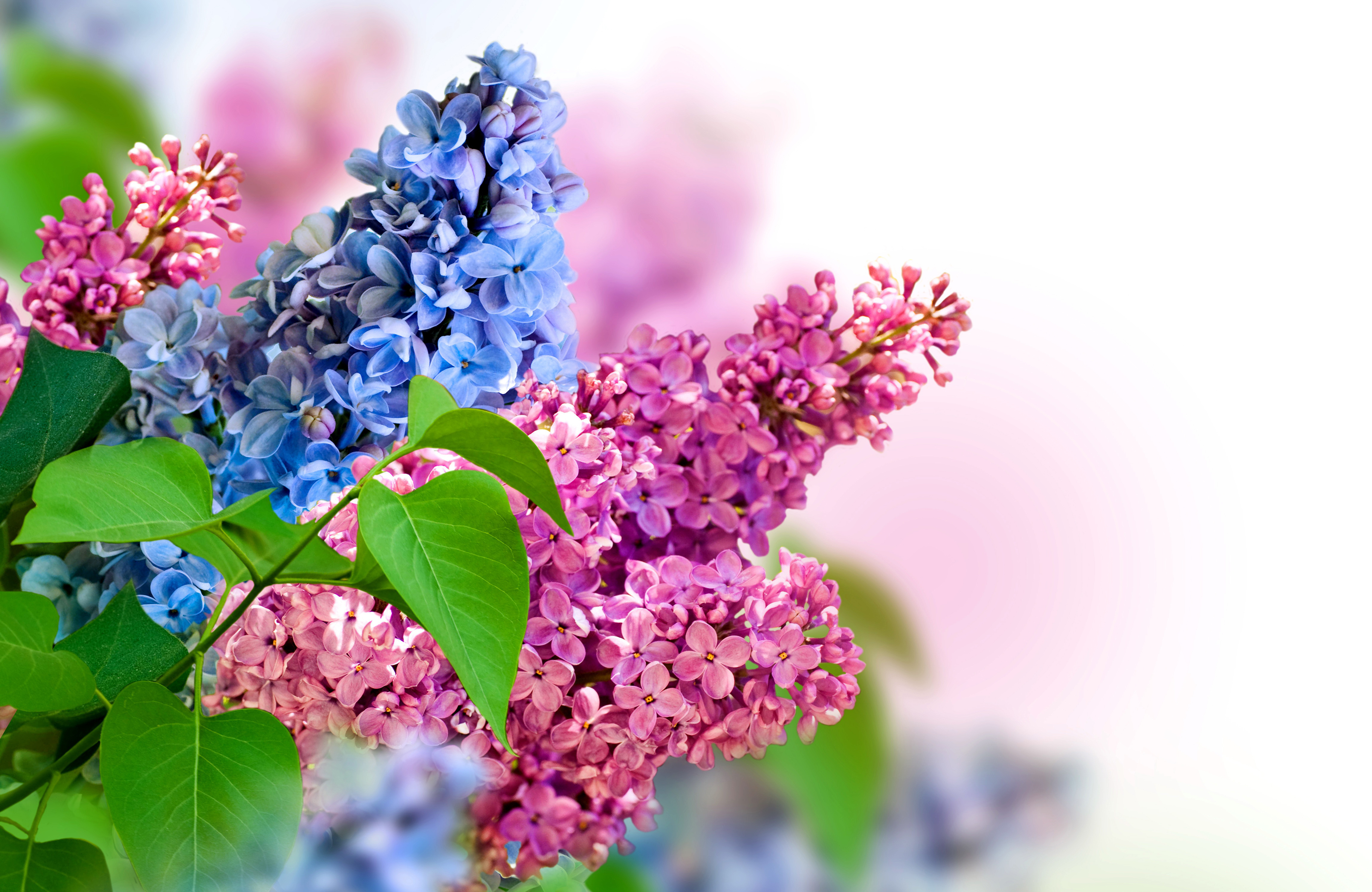 746378壁紙のダウンロードマンメイド, 花, 青い花, ライラック, 自然, ピンクの花-スクリーンセーバーと写真を無料で