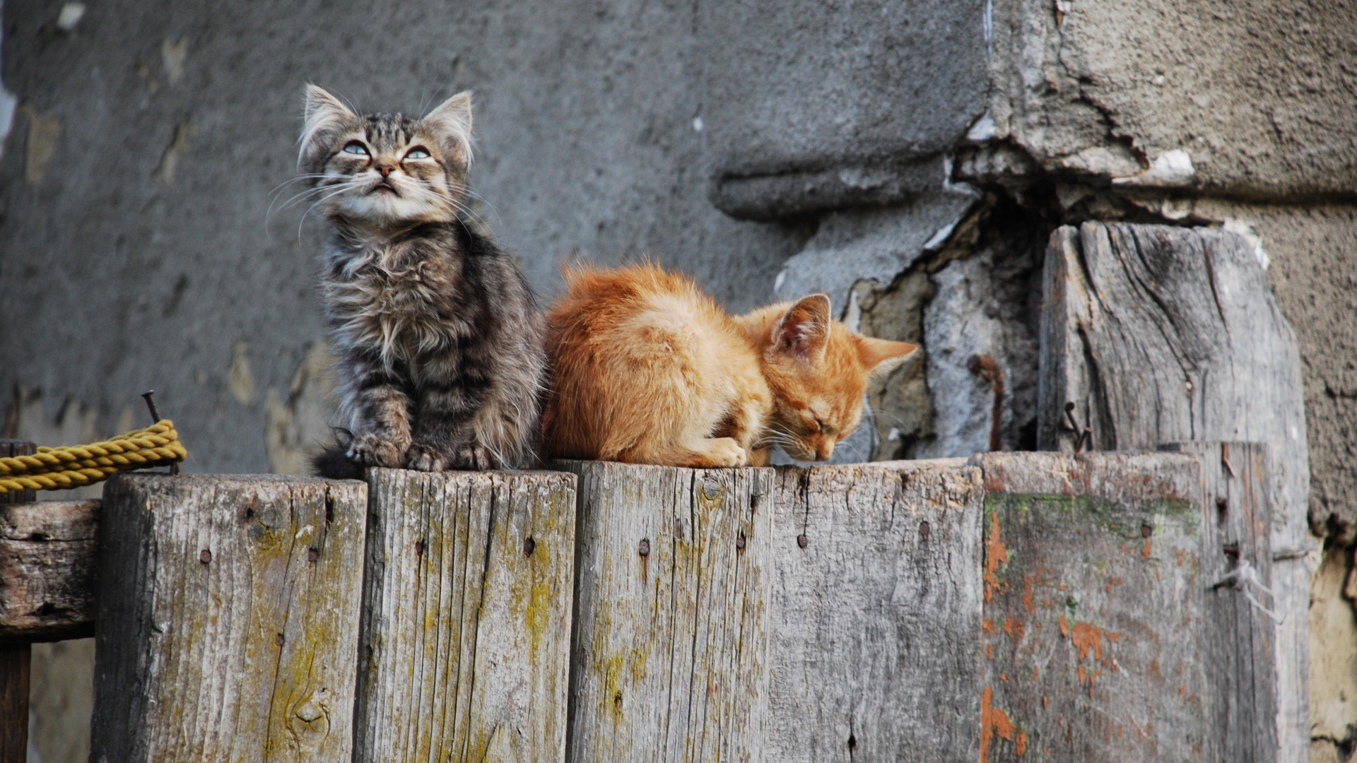 Baixar papel de parede para celular de Animais, Gato gratuito.