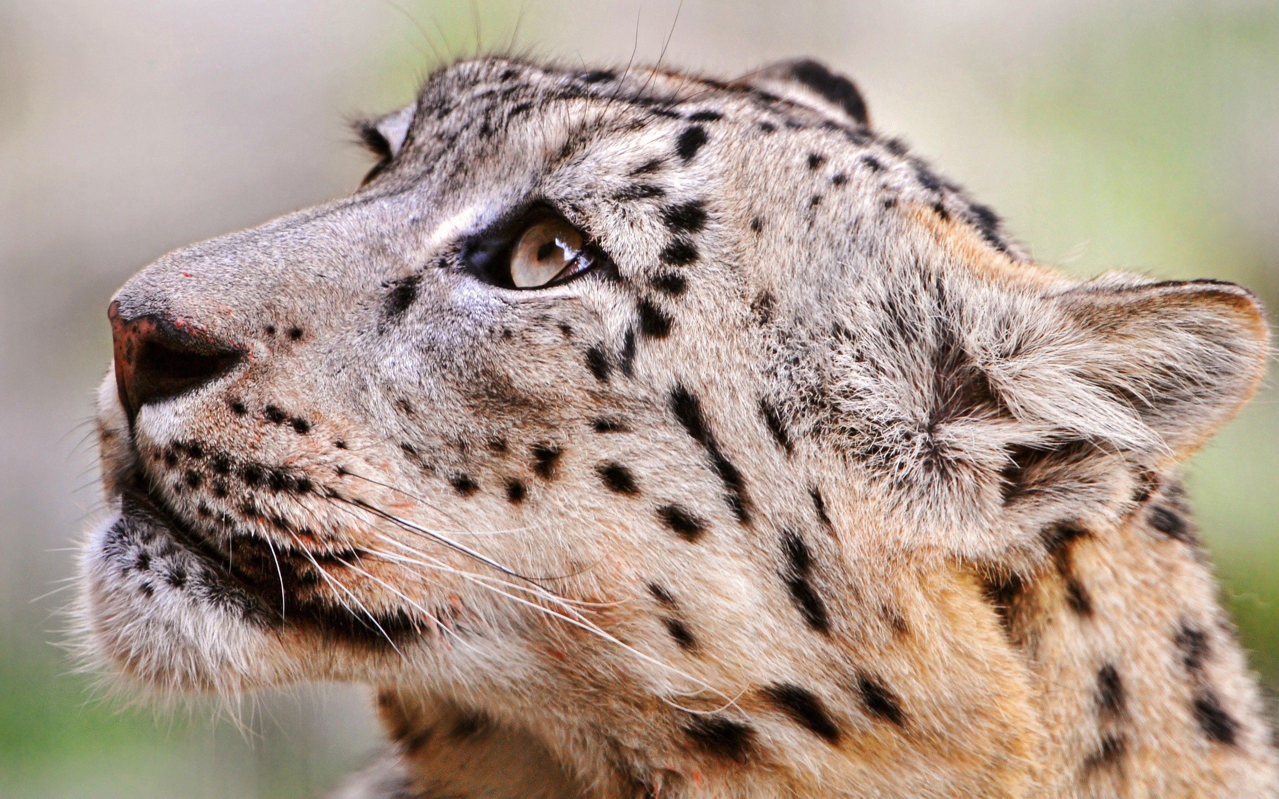 Descarga gratuita de fondo de pantalla para móvil de Leopardo, Bozal, Animales, Depredador, Guepardo.