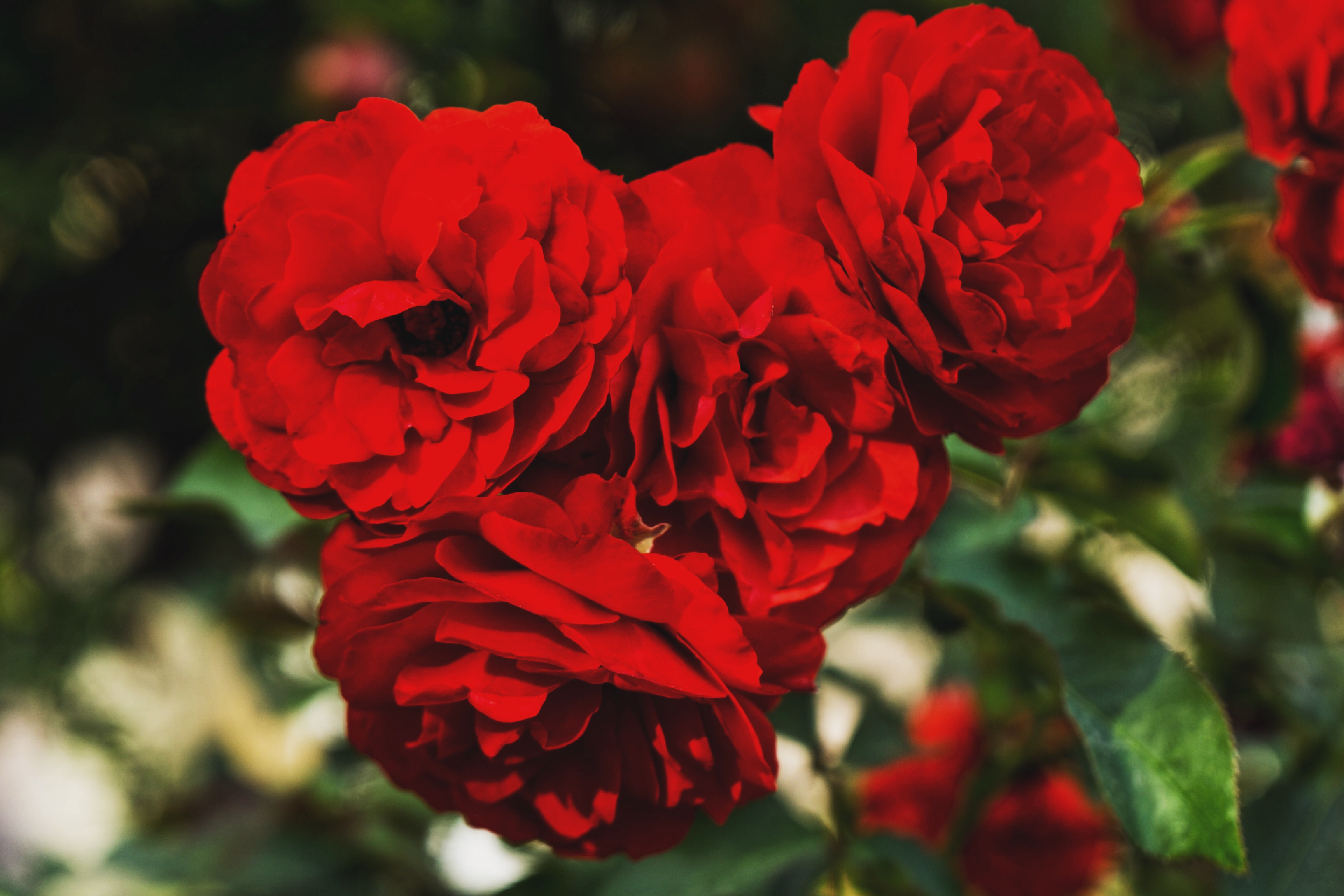 Téléchargez des papiers peints mobile Roses Rouges, Branches, Bourgeons, Pétales, Fleurs gratuitement.