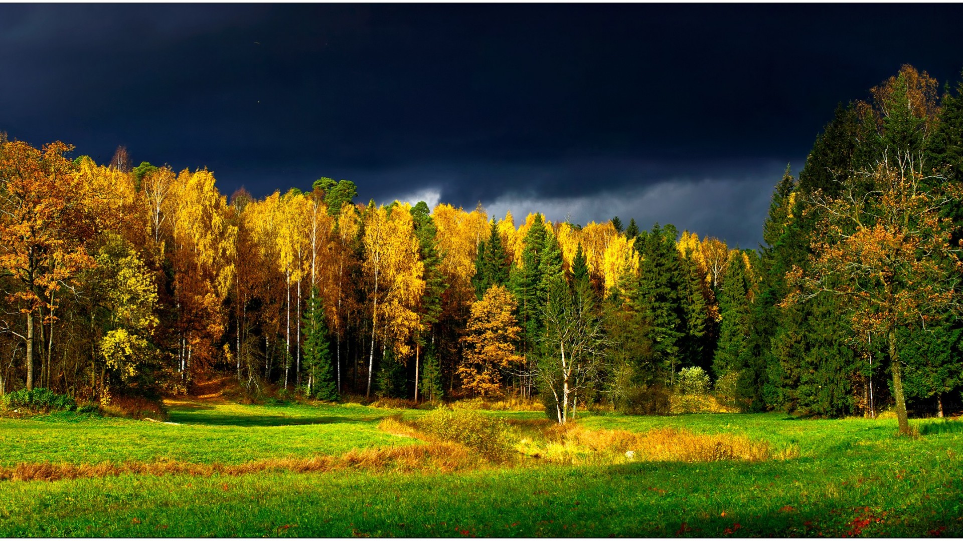 finland, earth, forest, grass, green, tree, yellow