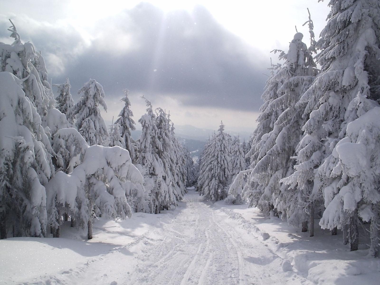 Free download wallpaper Winter, Snow, Forest, Tree, Earth, Path on your PC desktop