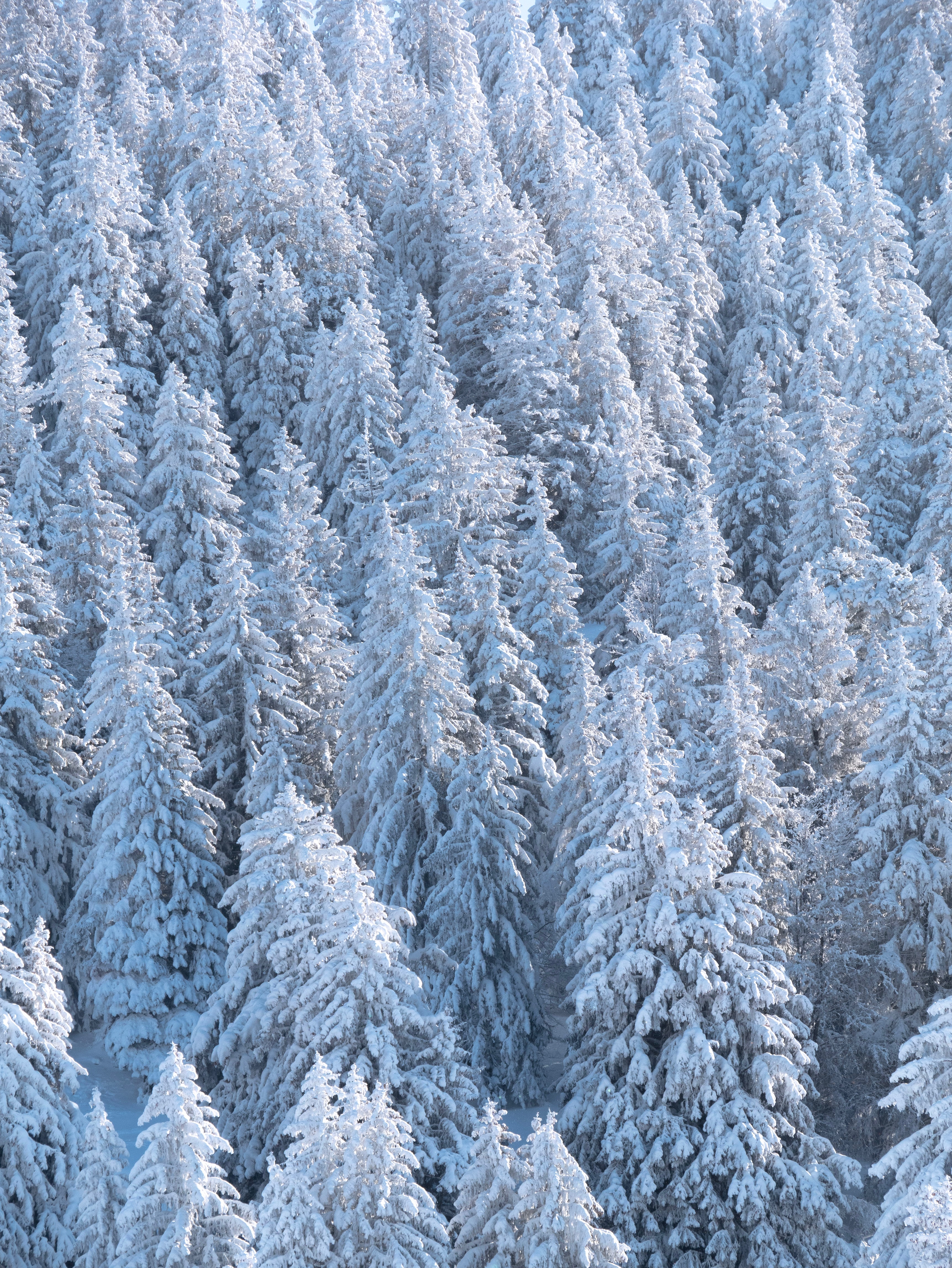 nature, trees, snow, fir trees, white, forest