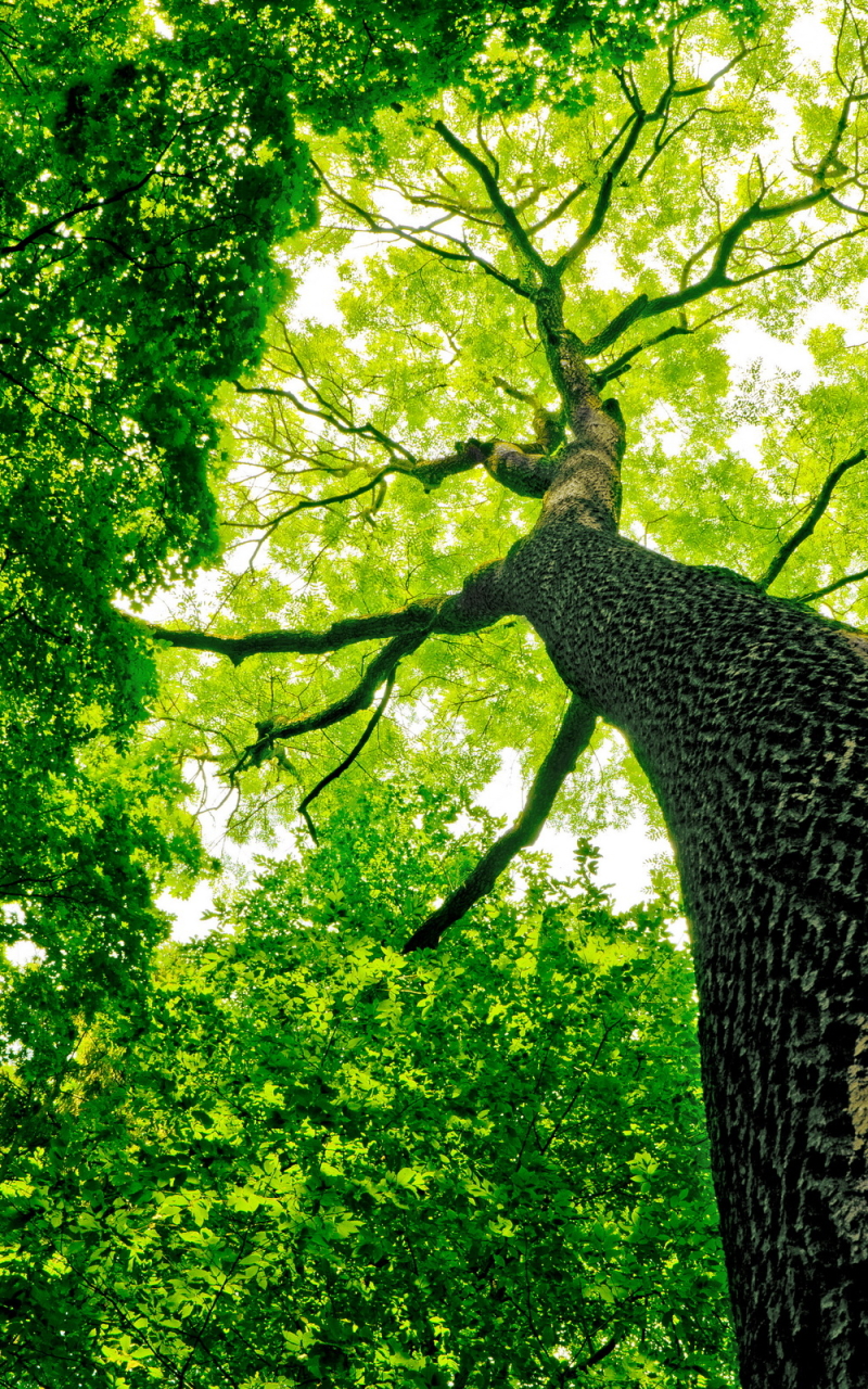 Téléchargez des papiers peints mobile Arbre, Des Arbres, Terre/nature gratuitement.