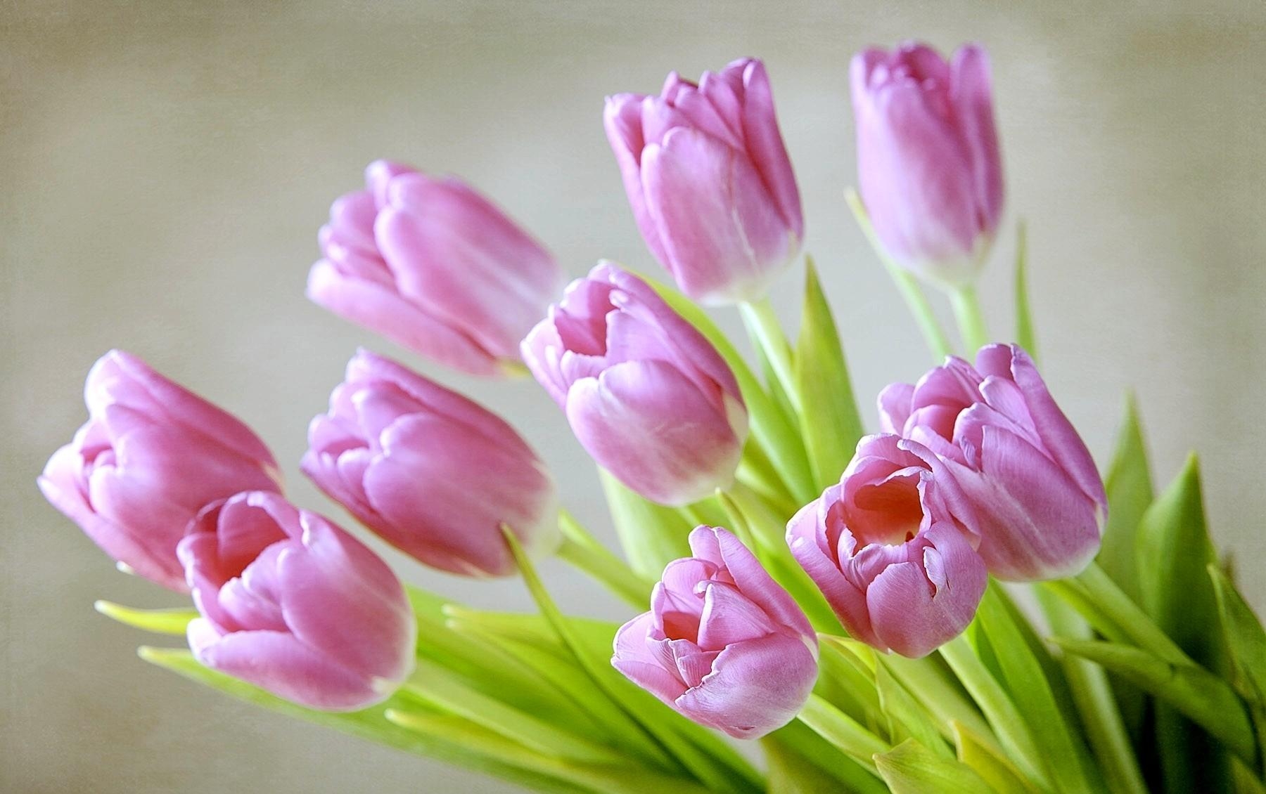 139571 Bild herunterladen tulpen, blumen, strauß, bouquet, frühling - Hintergrundbilder und Bildschirmschoner kostenlos