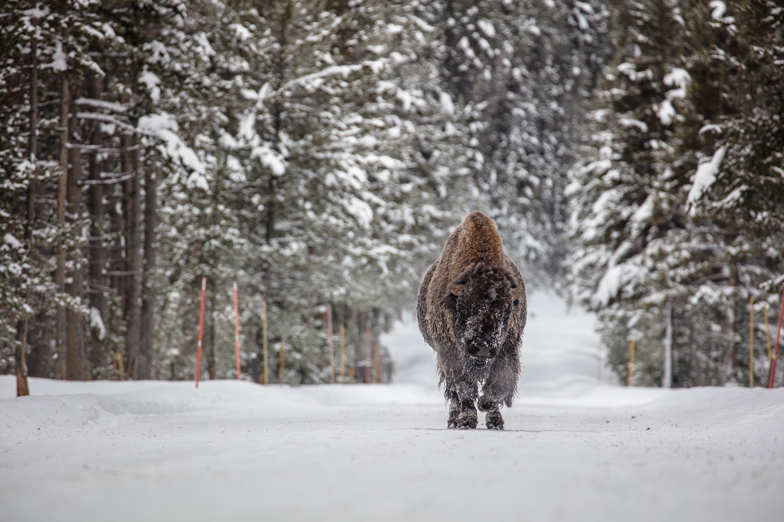 Laden Sie das Tiere, Winter, Schnee, Amerikanischer Bison-Bild kostenlos auf Ihren PC-Desktop herunter