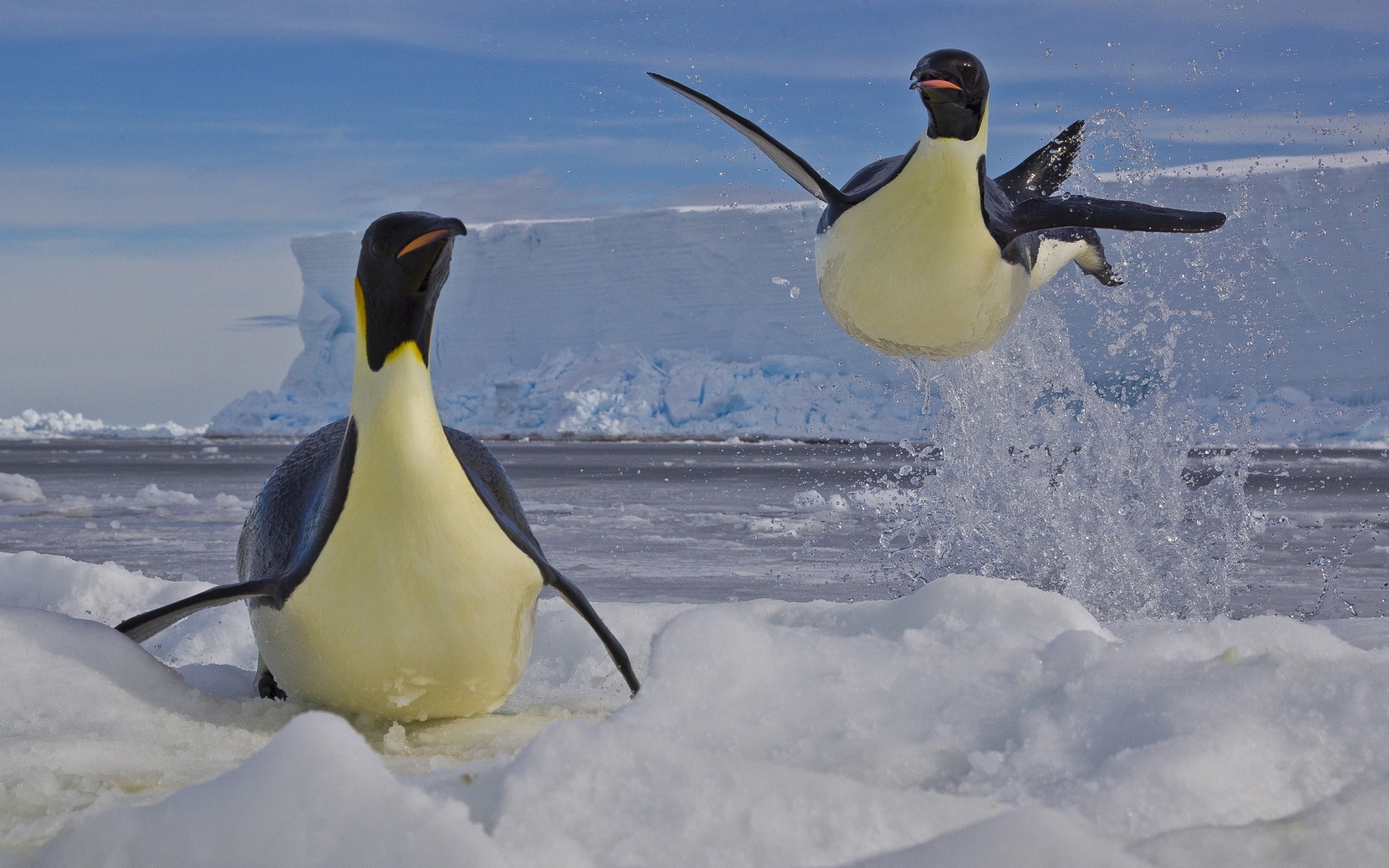38992 скачать картинку пингвины, животные, птицы, синие - обои и заставки бесплатно