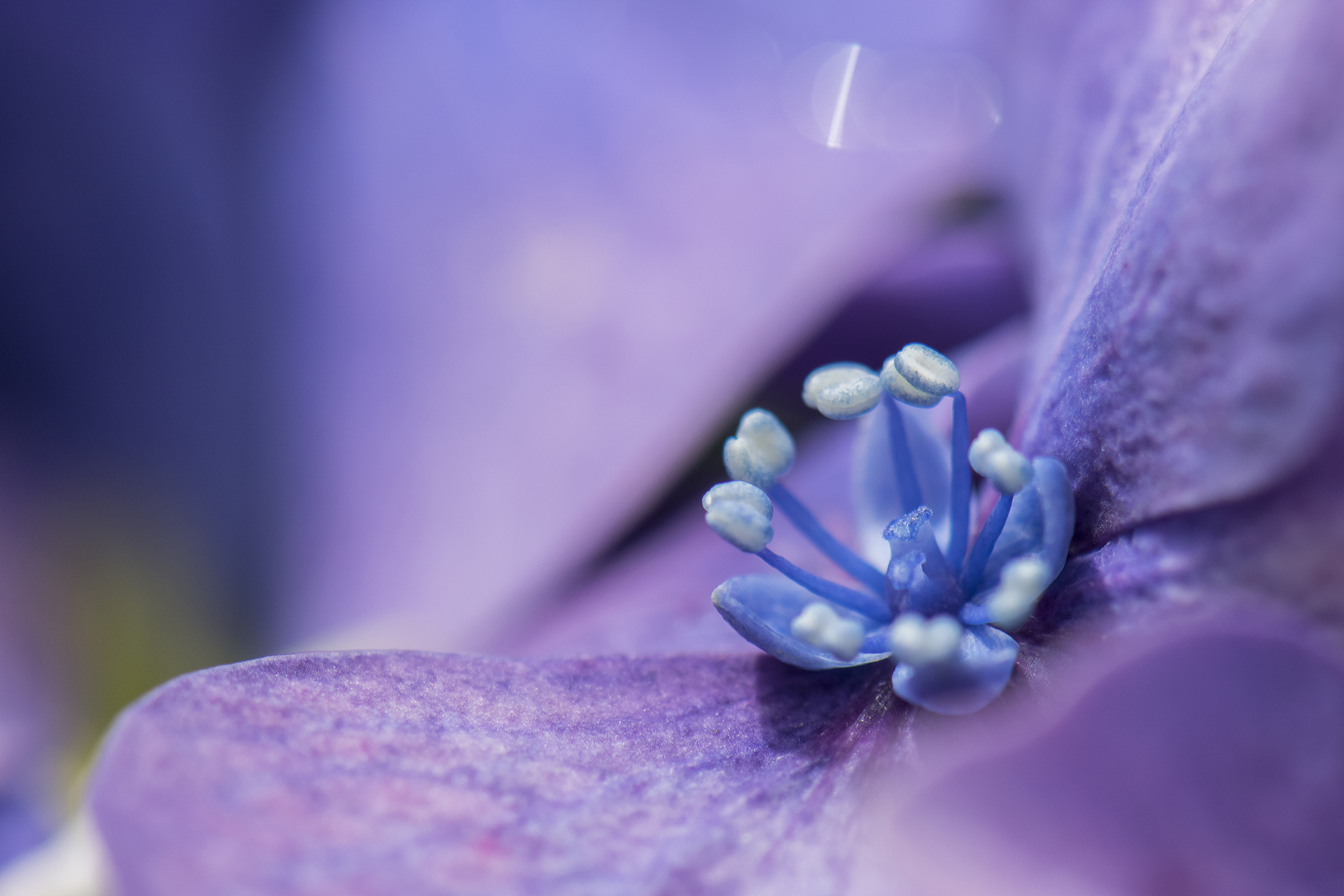 Free download wallpaper Nature, Flowers, Flower, Macro, Earth, Purple on your PC desktop