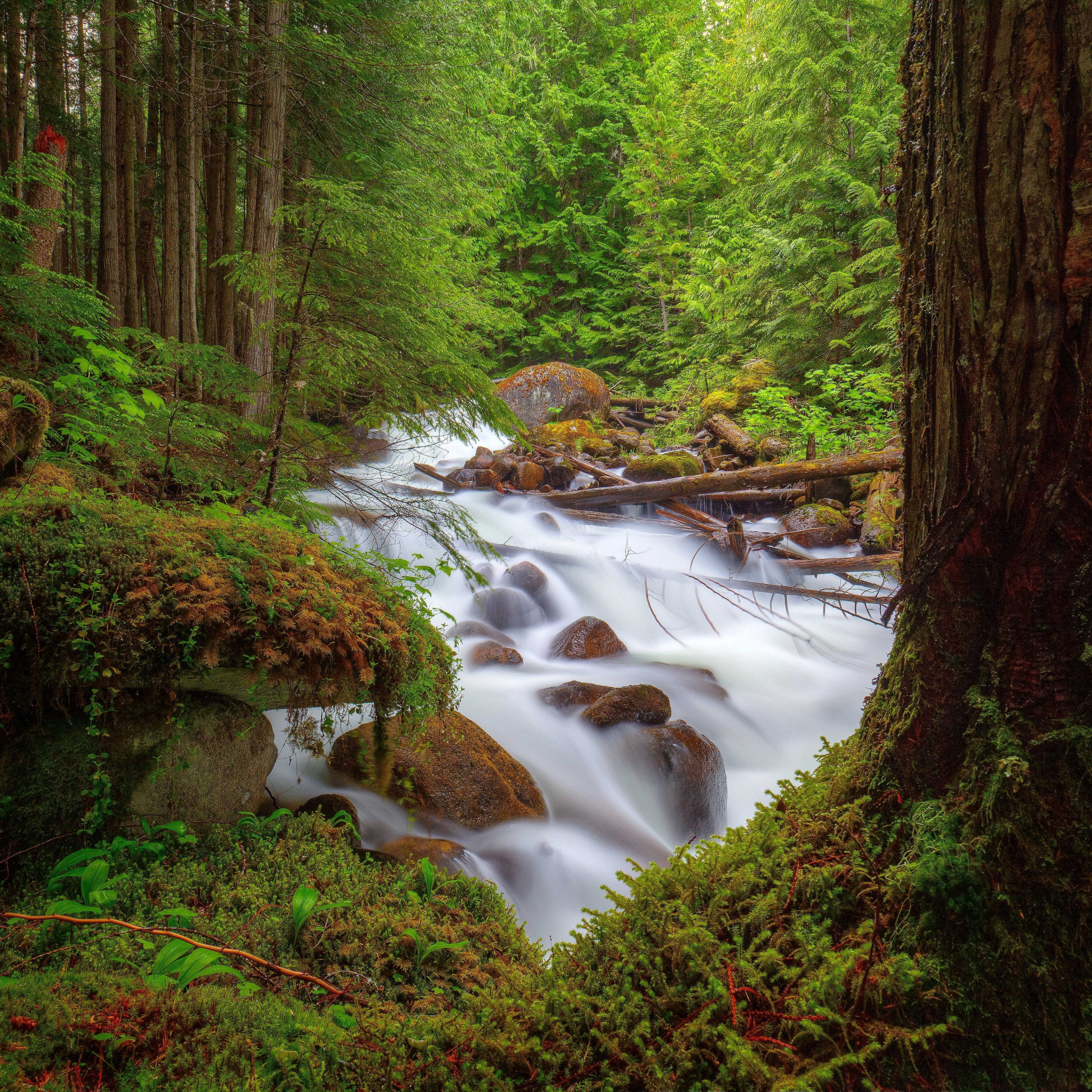 Скачать картинку Река, Водопады, Водопад, Лес, Дерево, Зеленый, Земля/природа в телефон бесплатно.