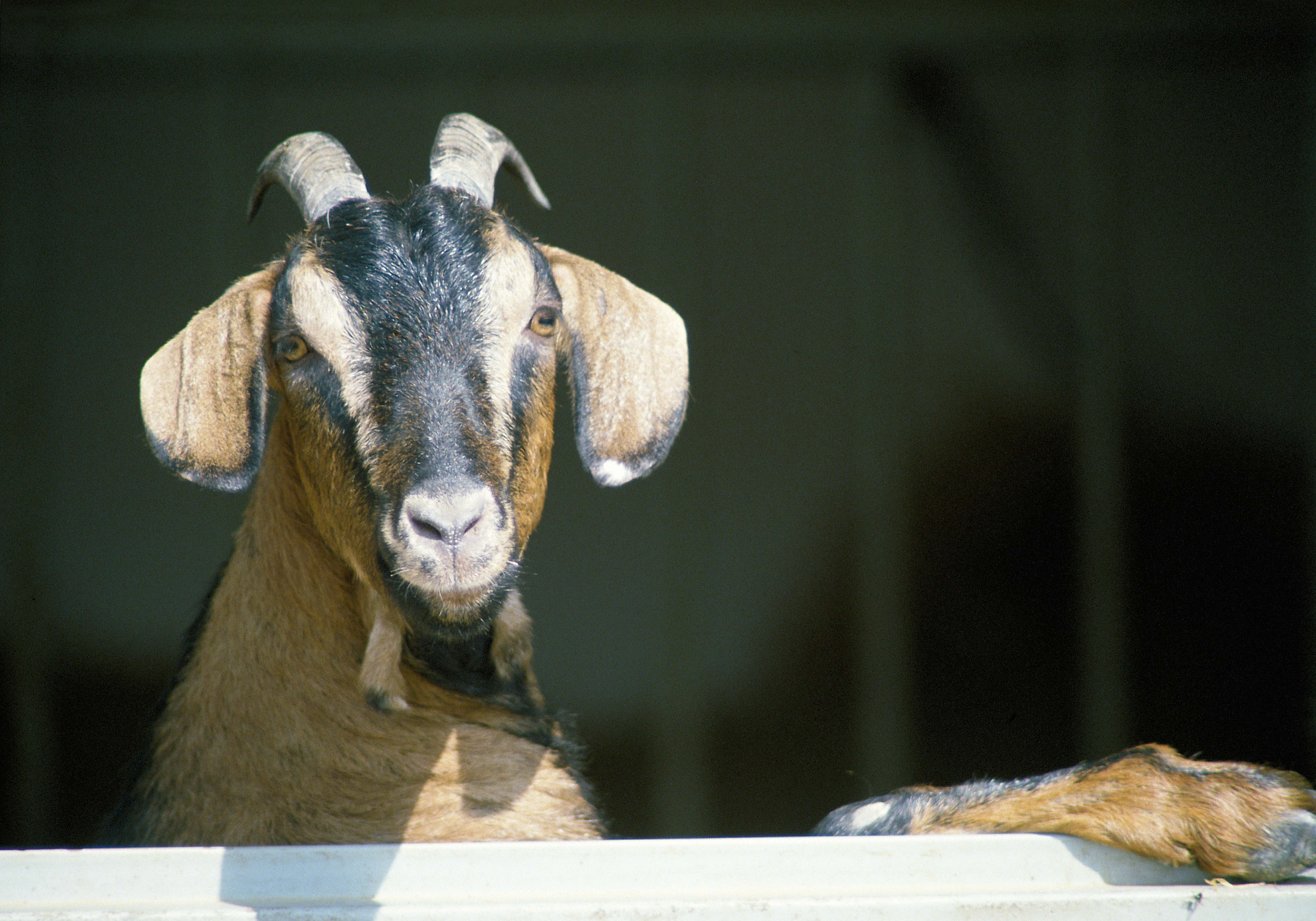 132147 скачать обои коза, животные, рога, копыта - заставки и картинки бесплатно