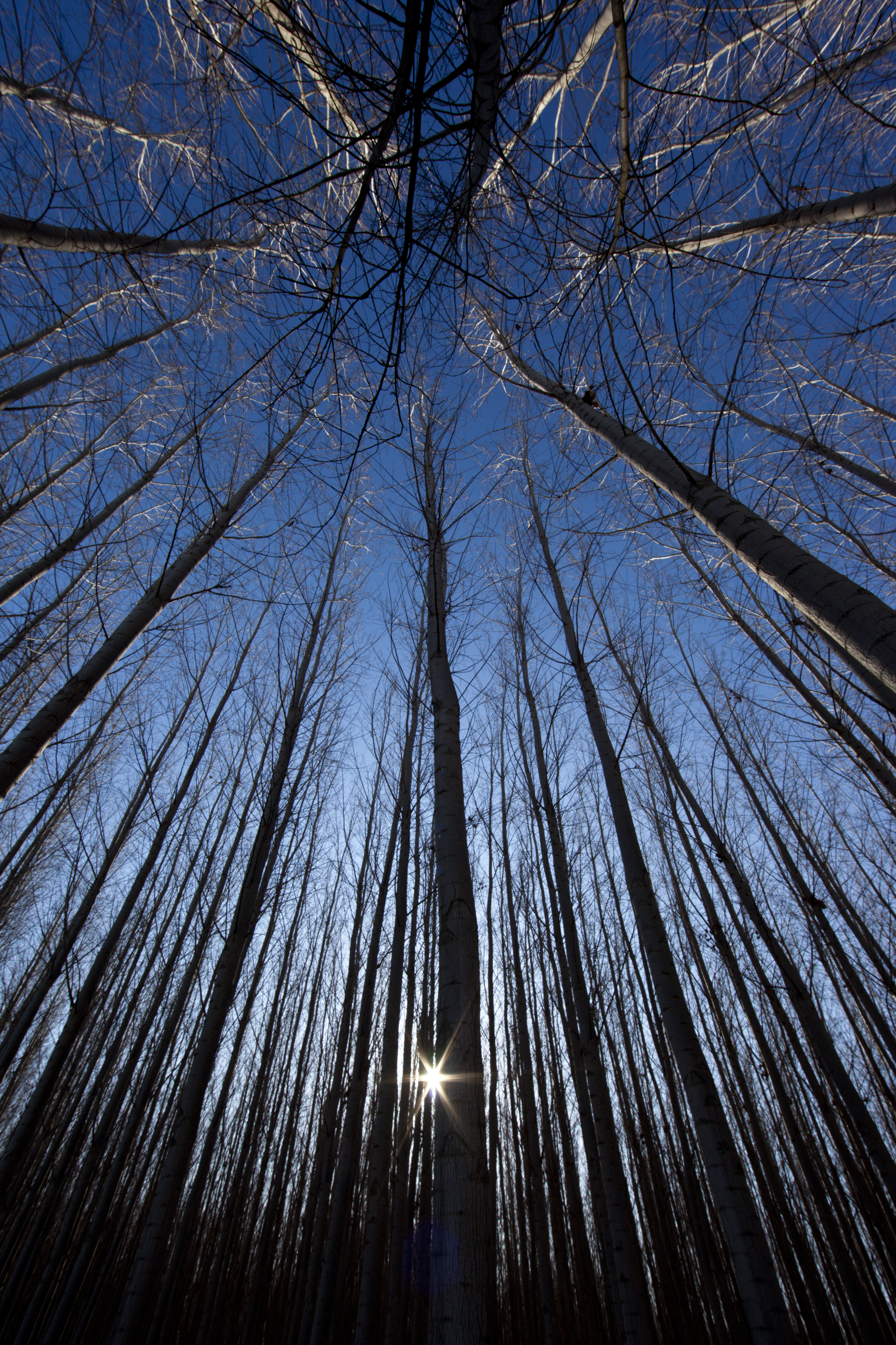 branches, nature, trees, beams, rays, bottom view