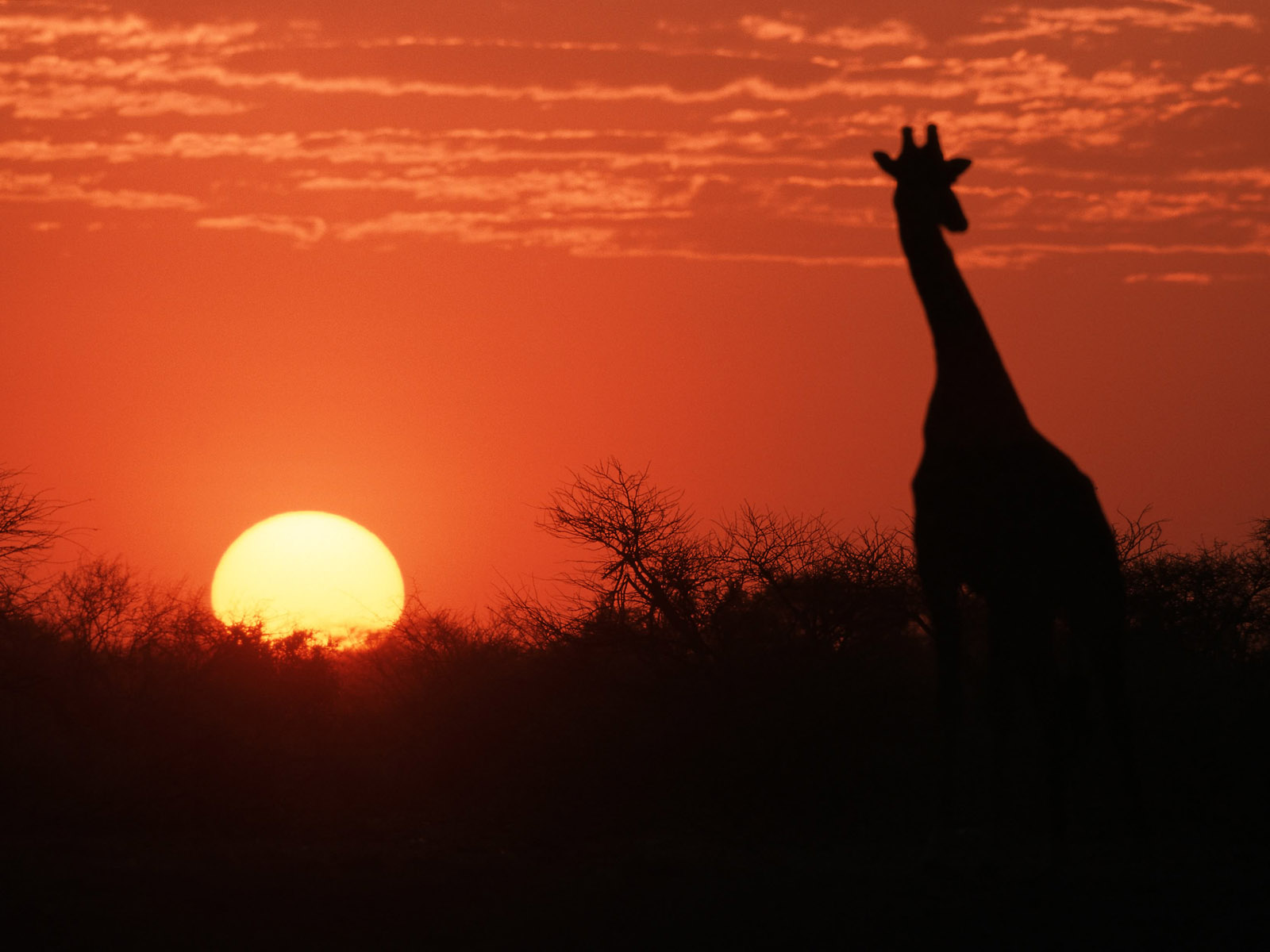 Laden Sie das Tiere, Giraffe, Sonnenuntergang, Sonne, Orange Farbe)-Bild kostenlos auf Ihren PC-Desktop herunter