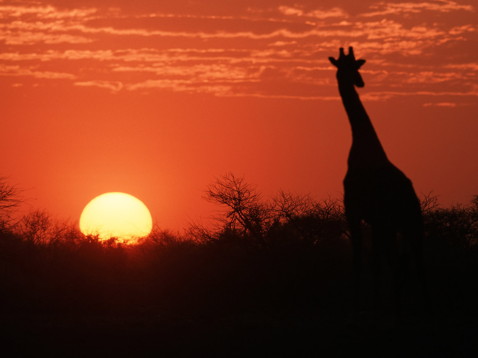 Download mobile wallpaper Sunset, Sun, Animal, Giraffe, Orange (Color) for free.