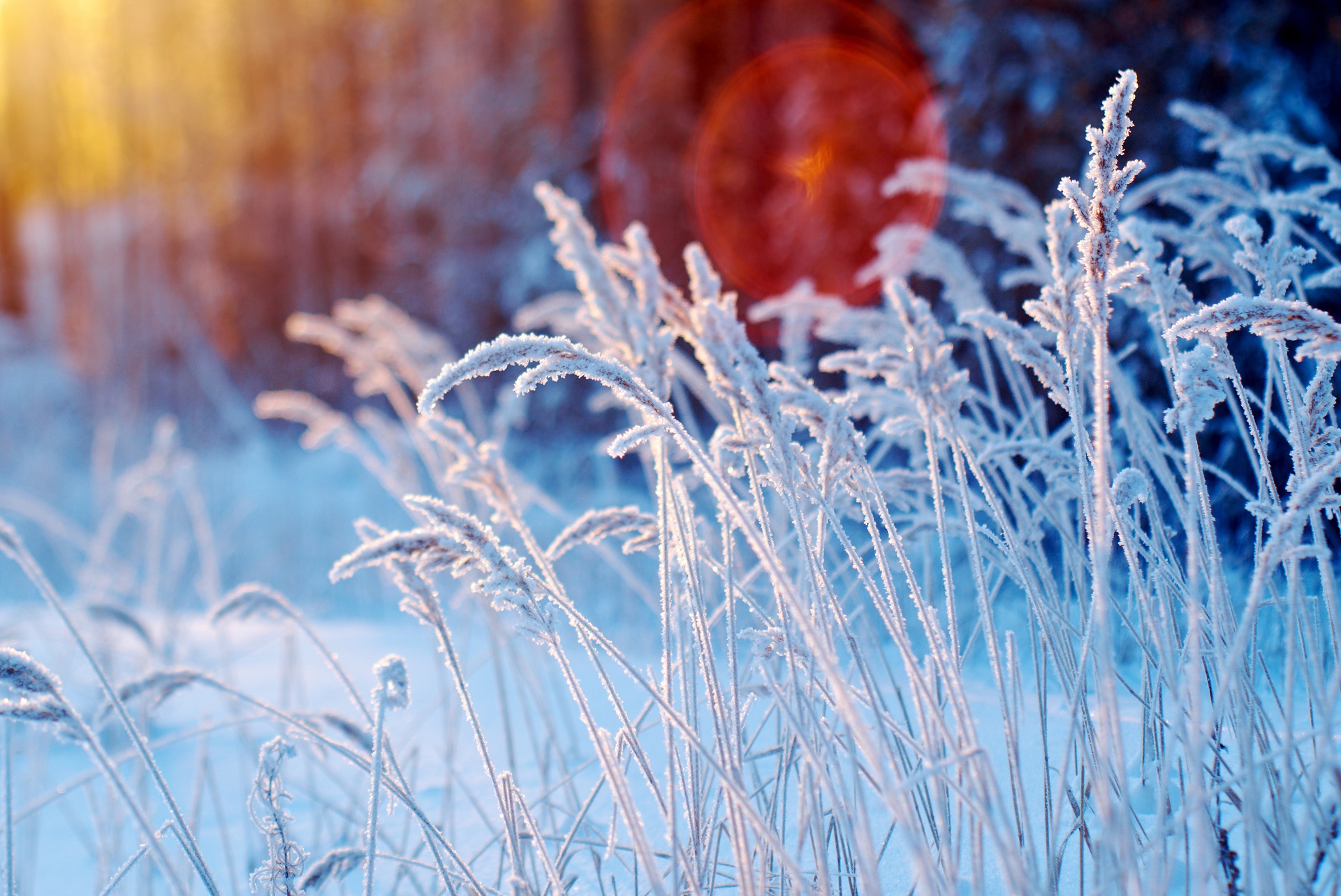 Download mobile wallpaper Winter, Grass, Earth for free.