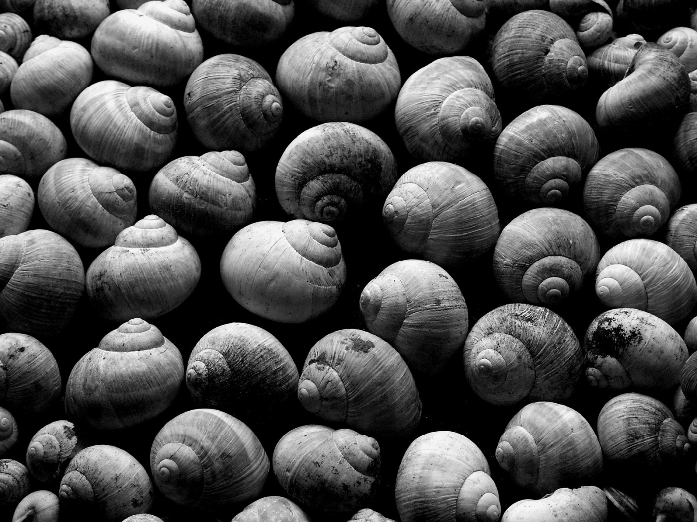 shells, background, snails, gray