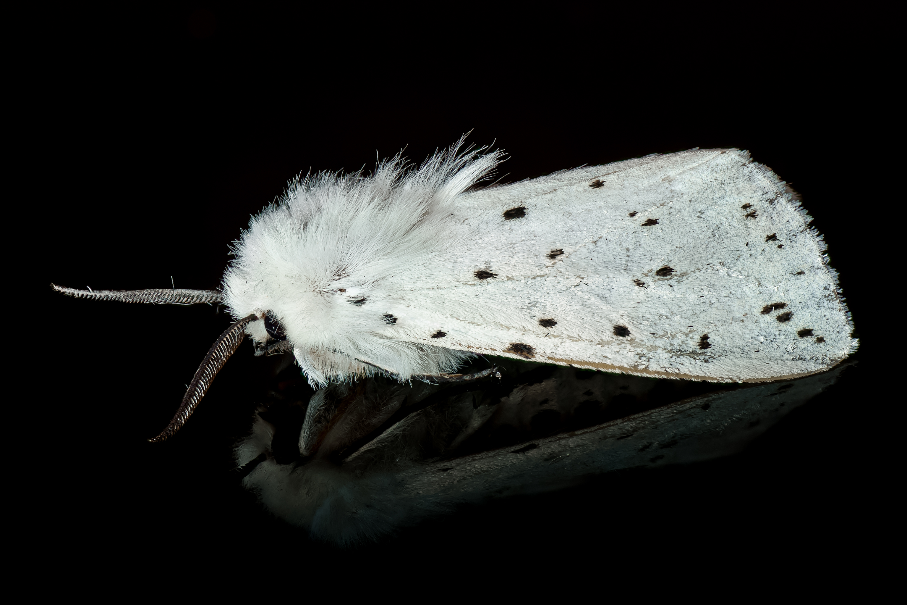 Download mobile wallpaper Animal, Moth, White Ermine for free.
