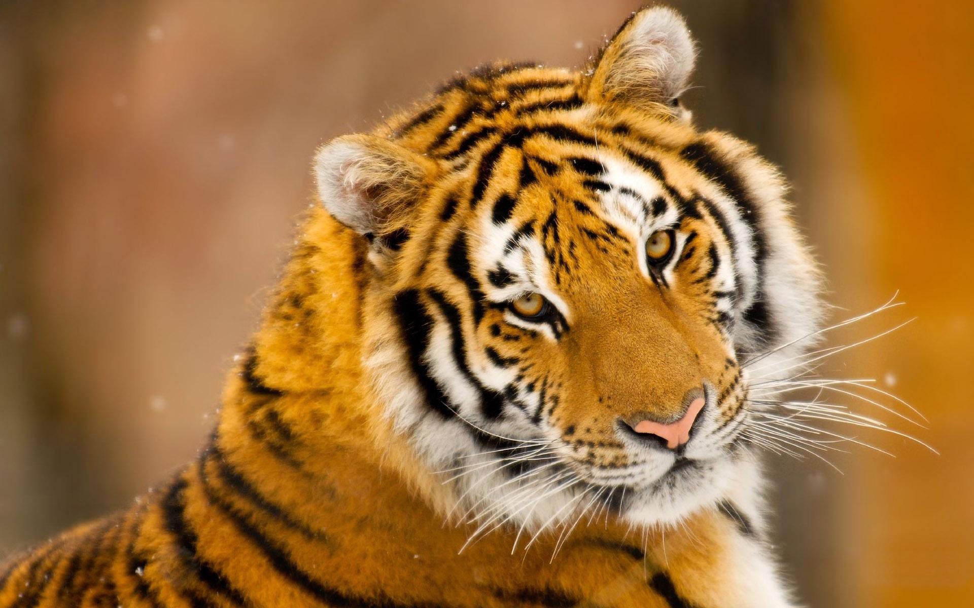 Download mobile wallpaper Tiger, Animal for free.