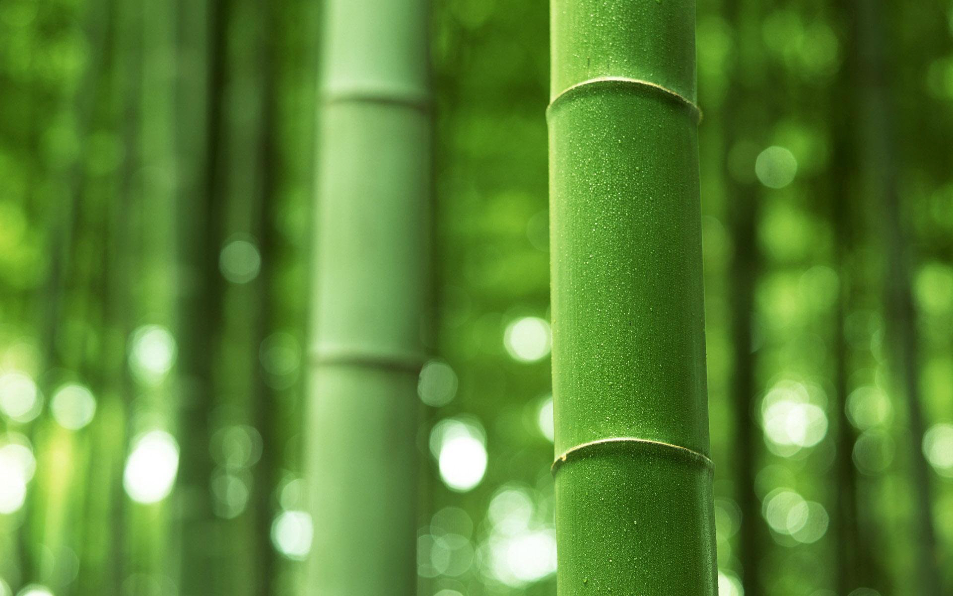 Free download wallpaper Earth, Bamboo on your PC desktop
