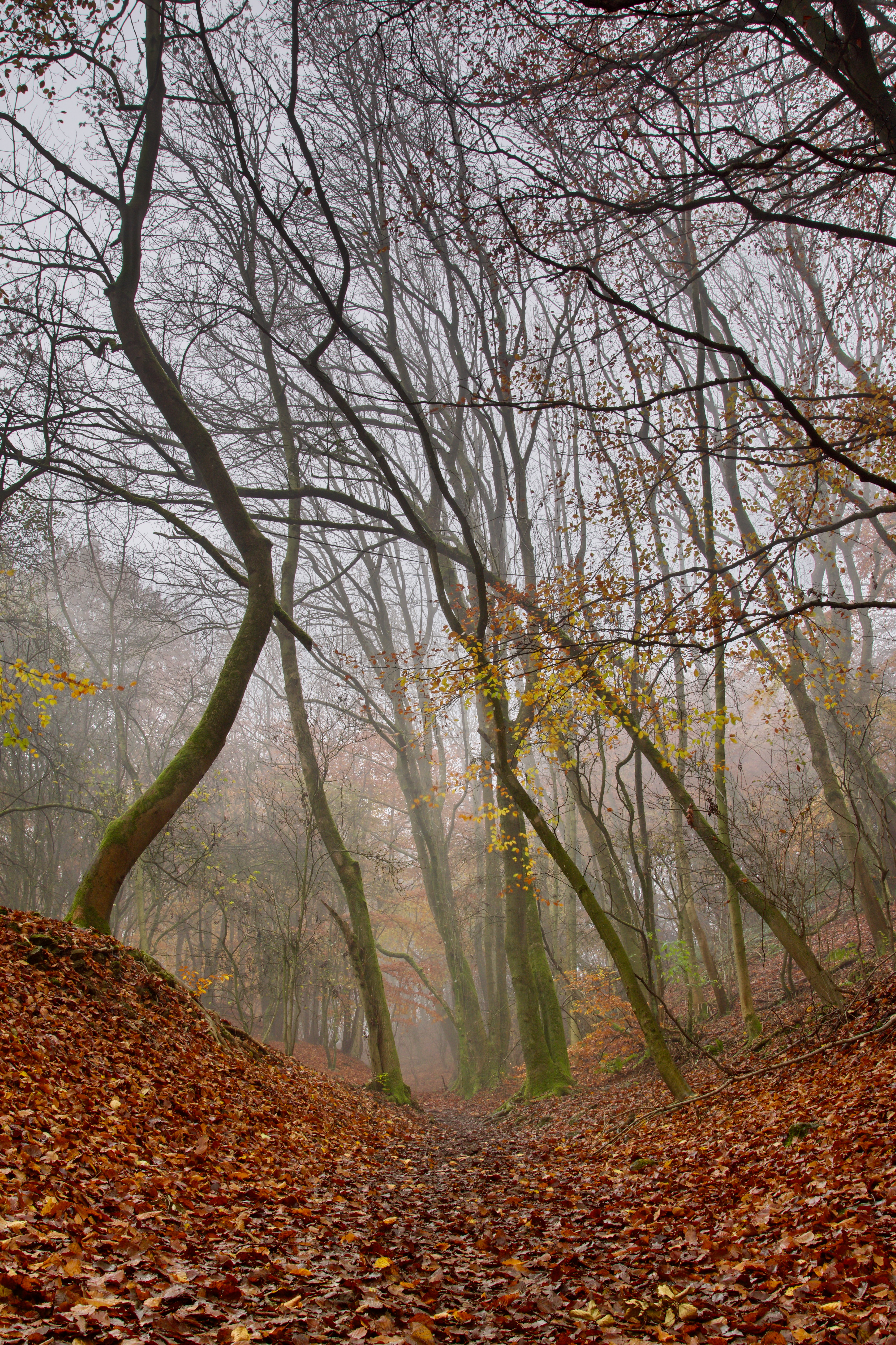 Скачать картинку Природа, Деревья, Туман, Лес, Осень в телефон бесплатно.