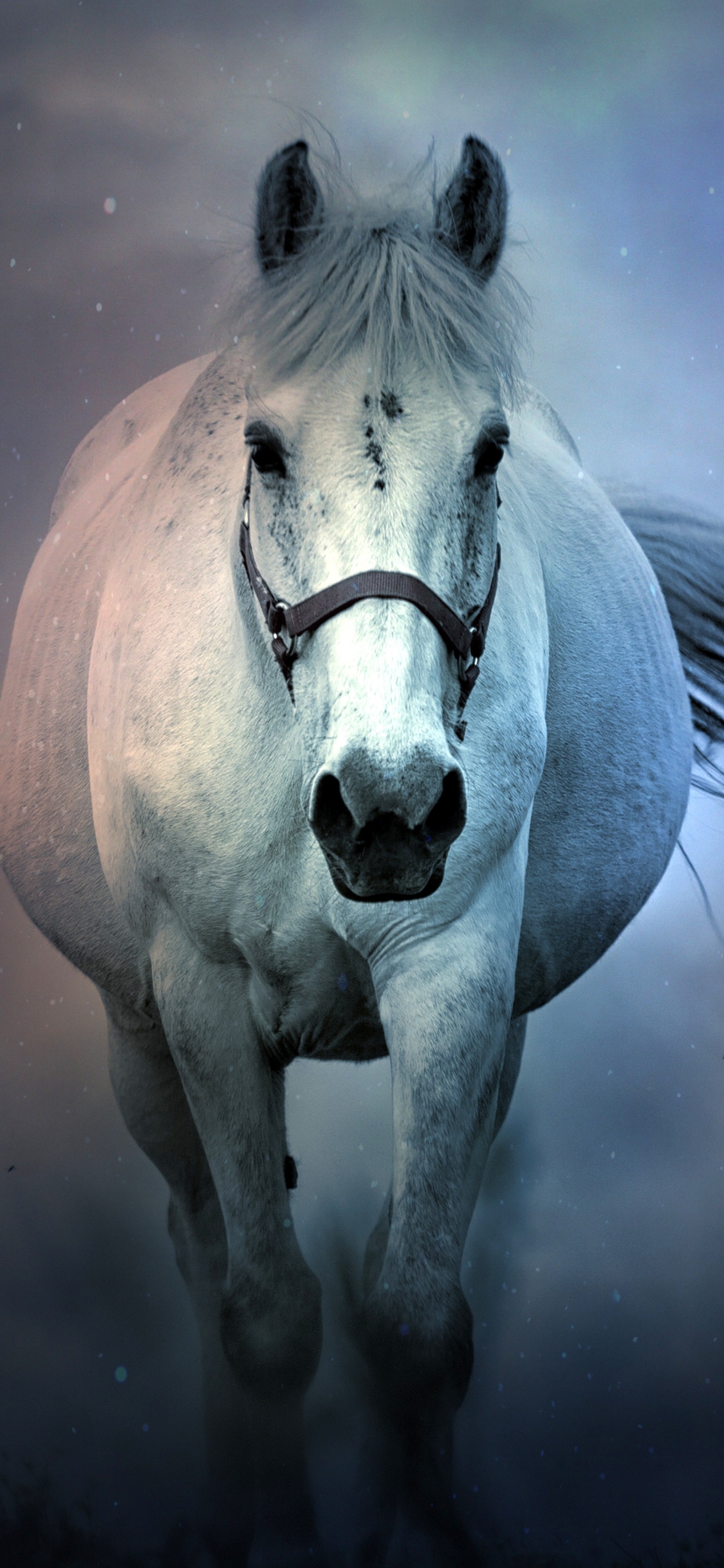 Download mobile wallpaper Fog, Animal, Horse for free.