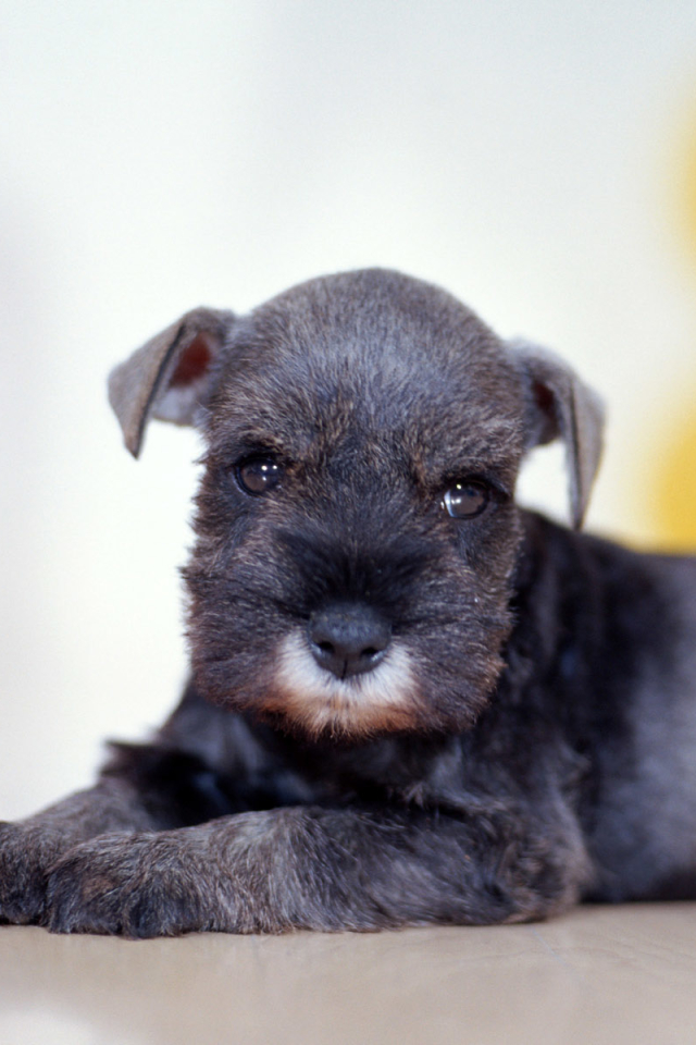 Download mobile wallpaper Dogs, Dog, Animal, Puppy, Schnauzer for free.
