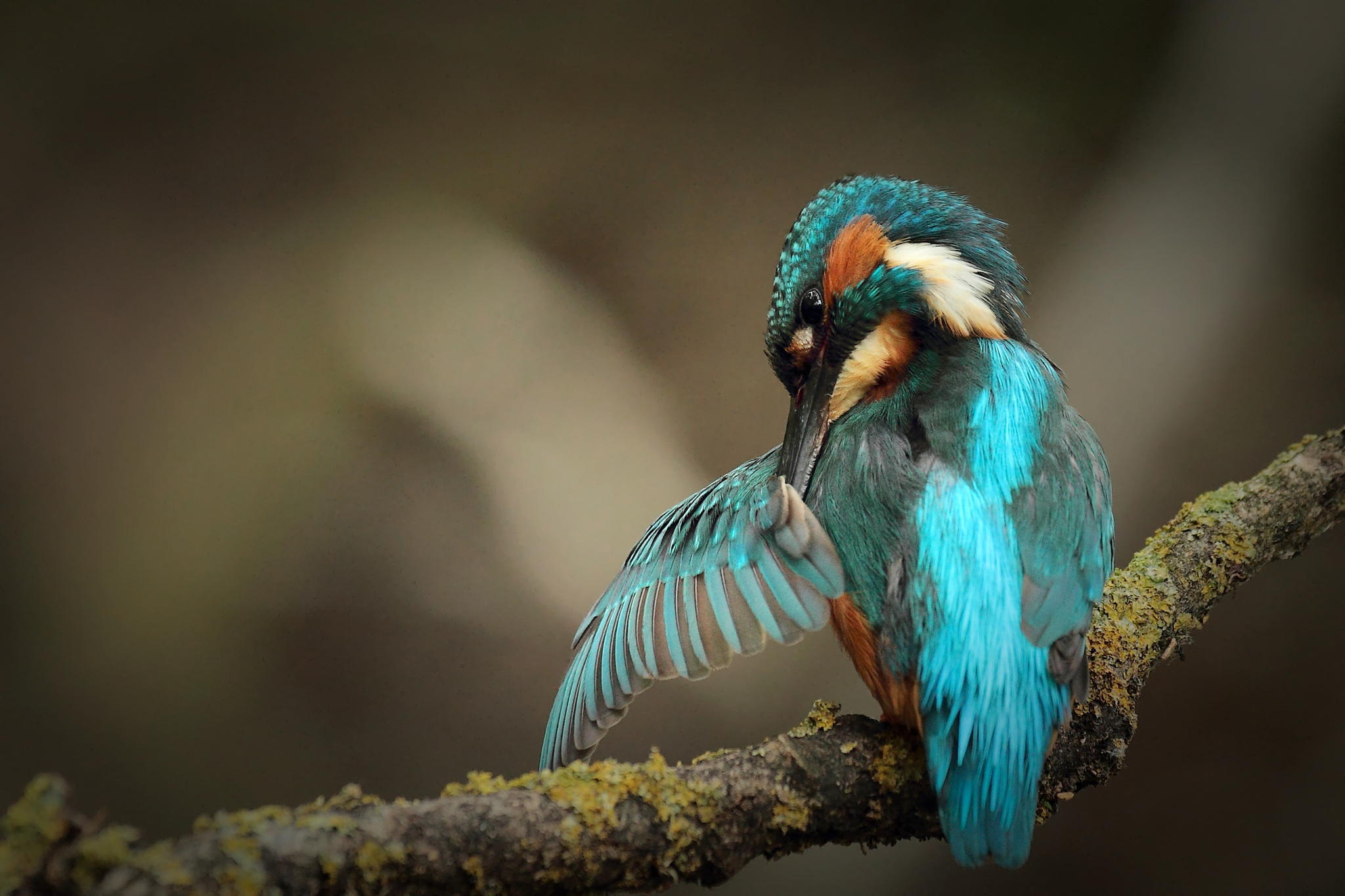 Baixar papel de parede para celular de Guarda Rios, Aves, Animais gratuito.