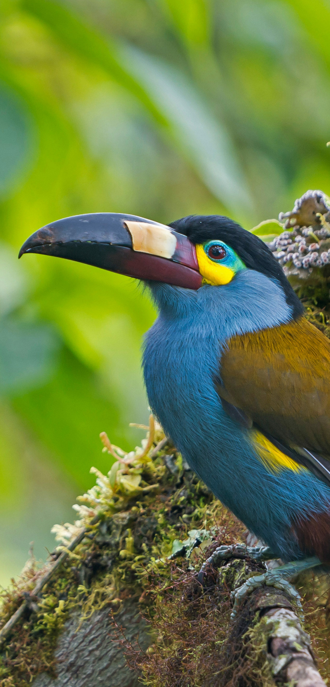 Téléchargez des papiers peints mobile Animaux, Toucan, Des Oiseaux gratuitement.