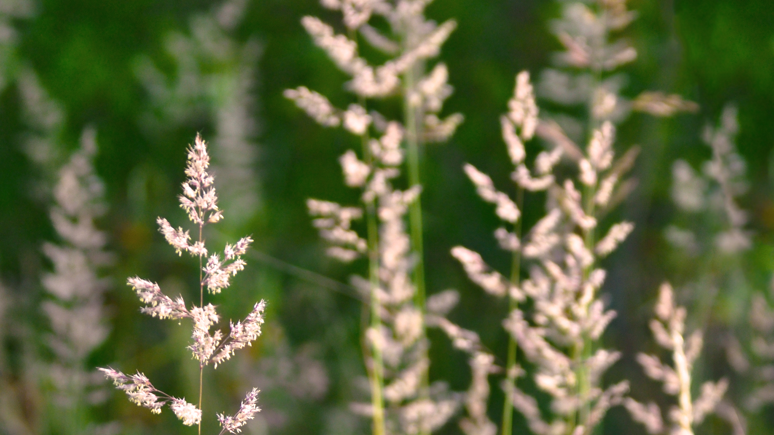 Laden Sie das Gras, Erde/natur-Bild kostenlos auf Ihren PC-Desktop herunter