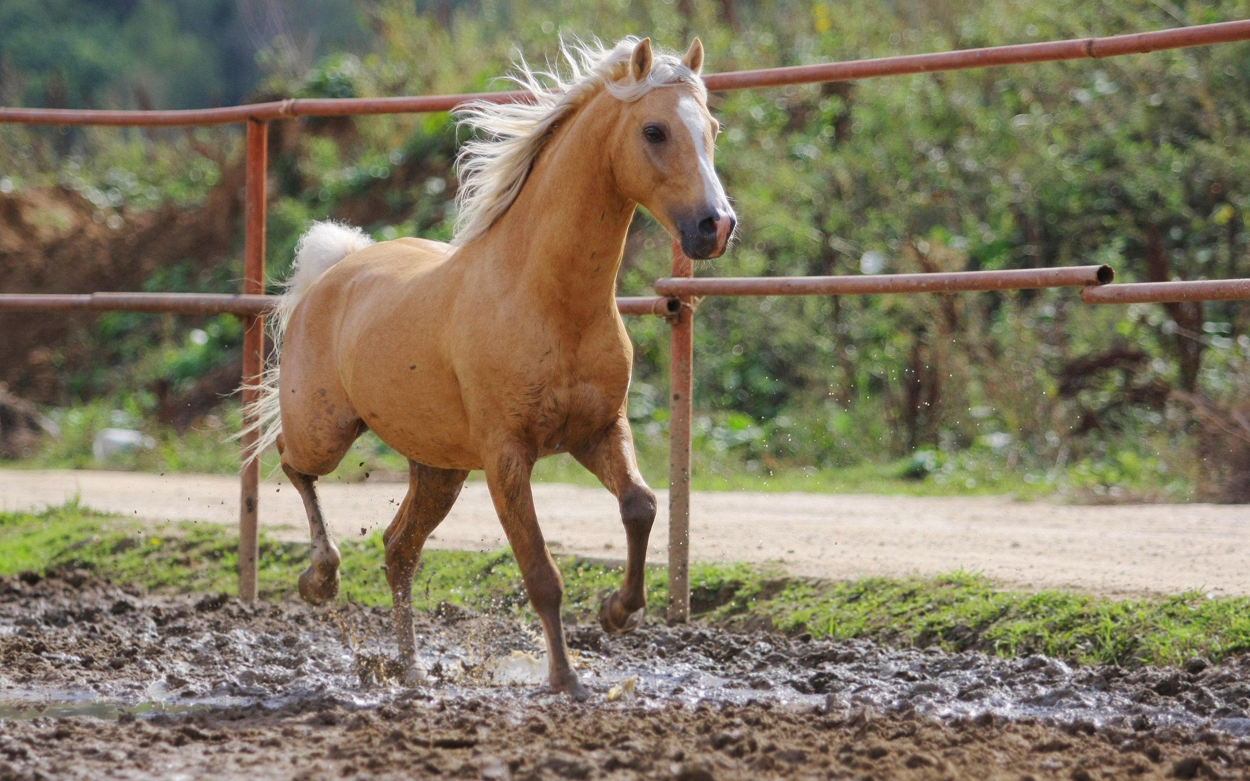 86006 скачать обои лошадь, животные, окрас, молодой, скакать - заставки и картинки бесплатно