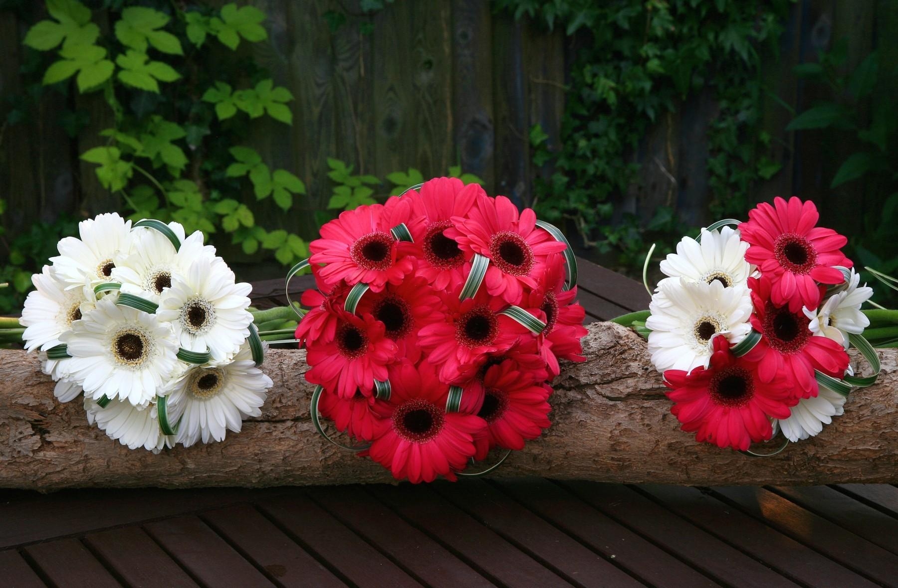 Cool Wallpapers flowers, bouquets, gerberas, white, red, log