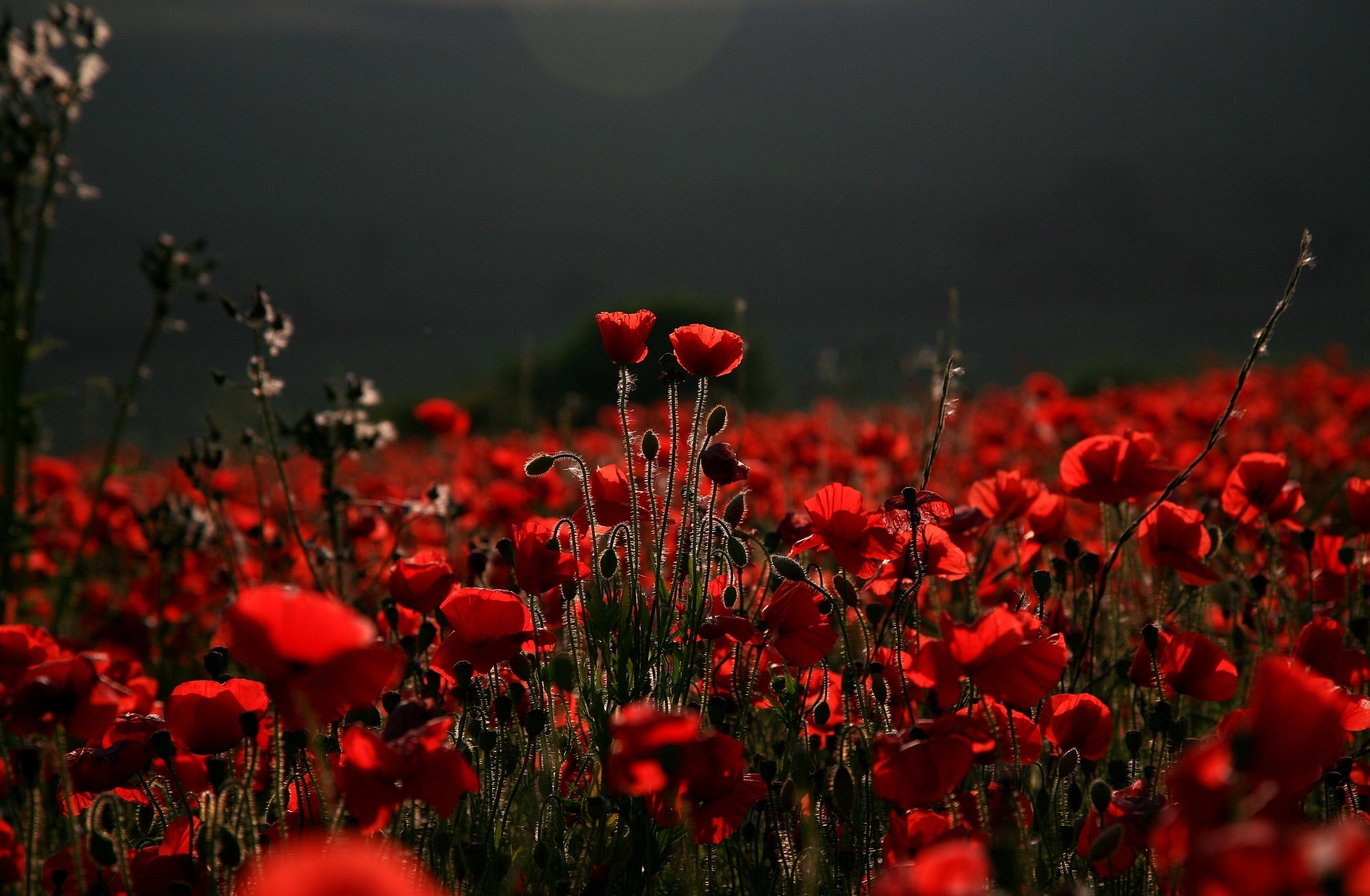 Free download wallpaper Poppy, Flowers, Earth on your PC desktop