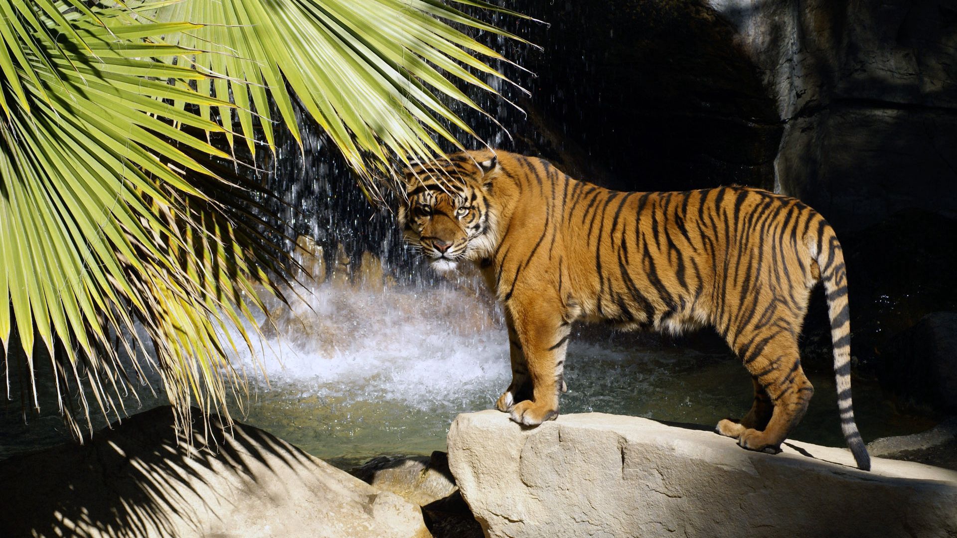 99351 скачать картинку тигр, животные, водопад, дерево, камень, стоять - обои и заставки бесплатно