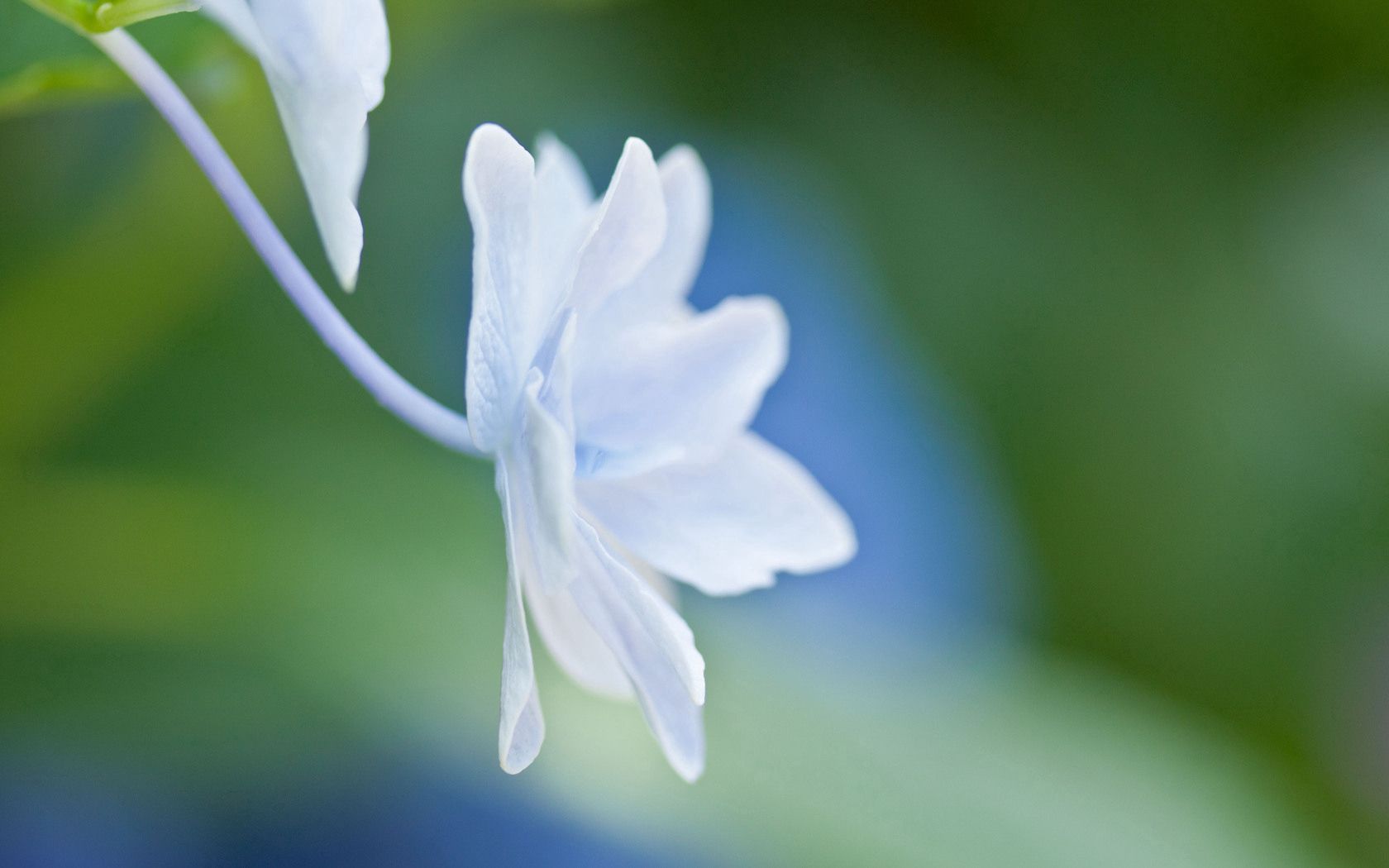 Free download wallpaper Macro, Shine, Light, Petals, Form, Flower on your PC desktop