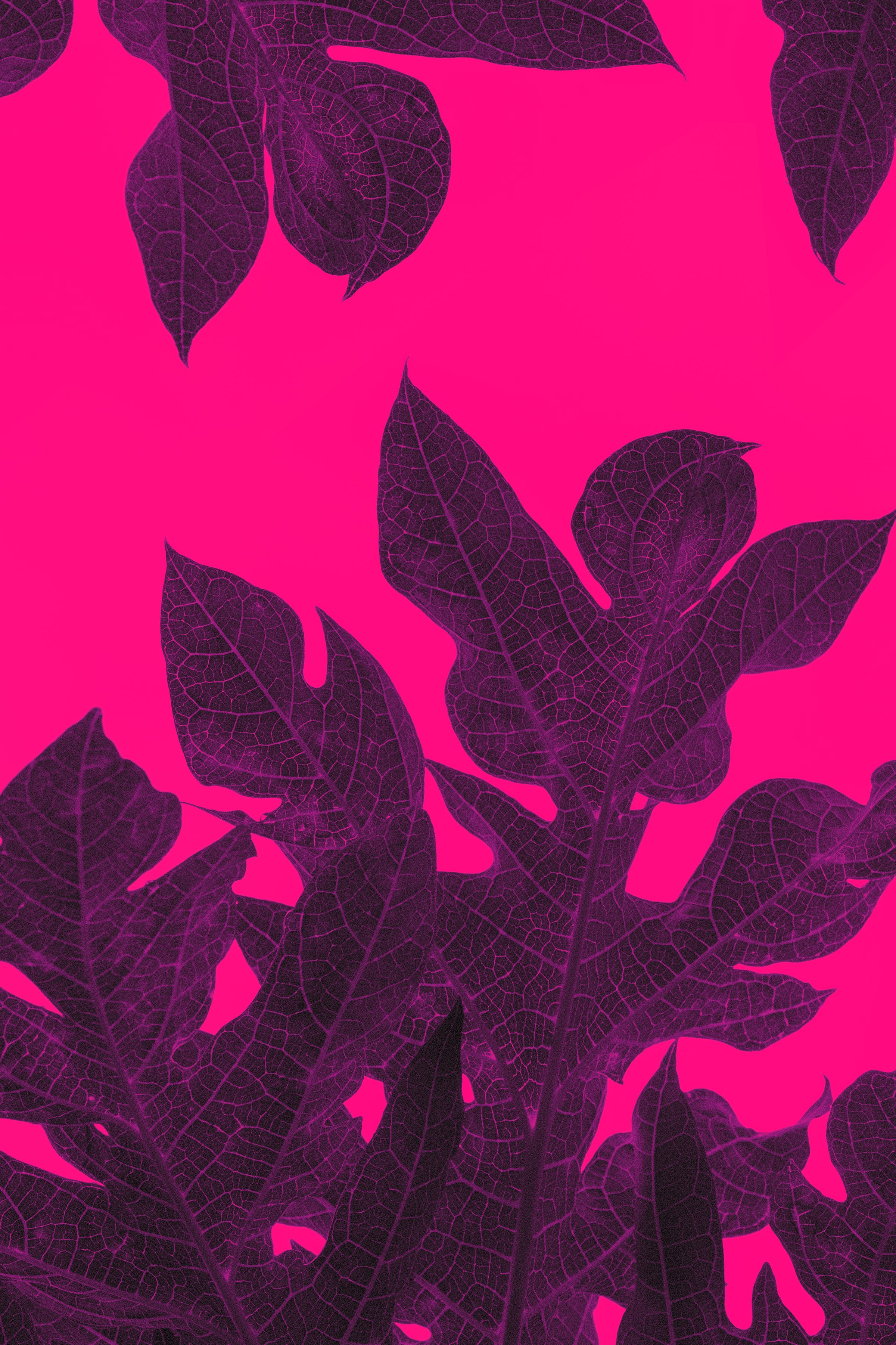 Free download wallpaper Violet, Macro, Leaves, Tropical, Veins, Purple on your PC desktop
