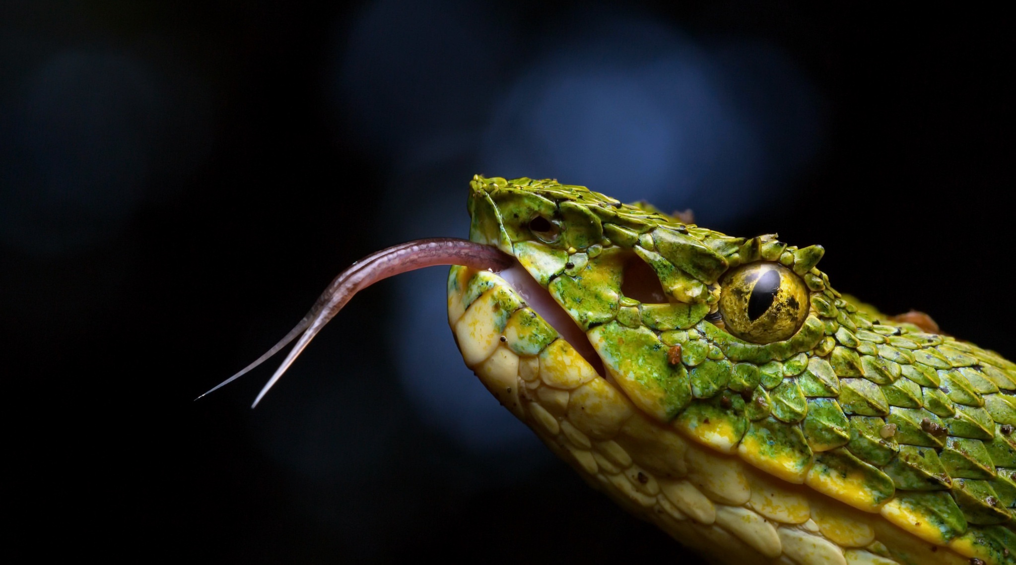 Laden Sie das Tiere, Reptil, Schlange, Reptilien, Viper-Bild kostenlos auf Ihren PC-Desktop herunter