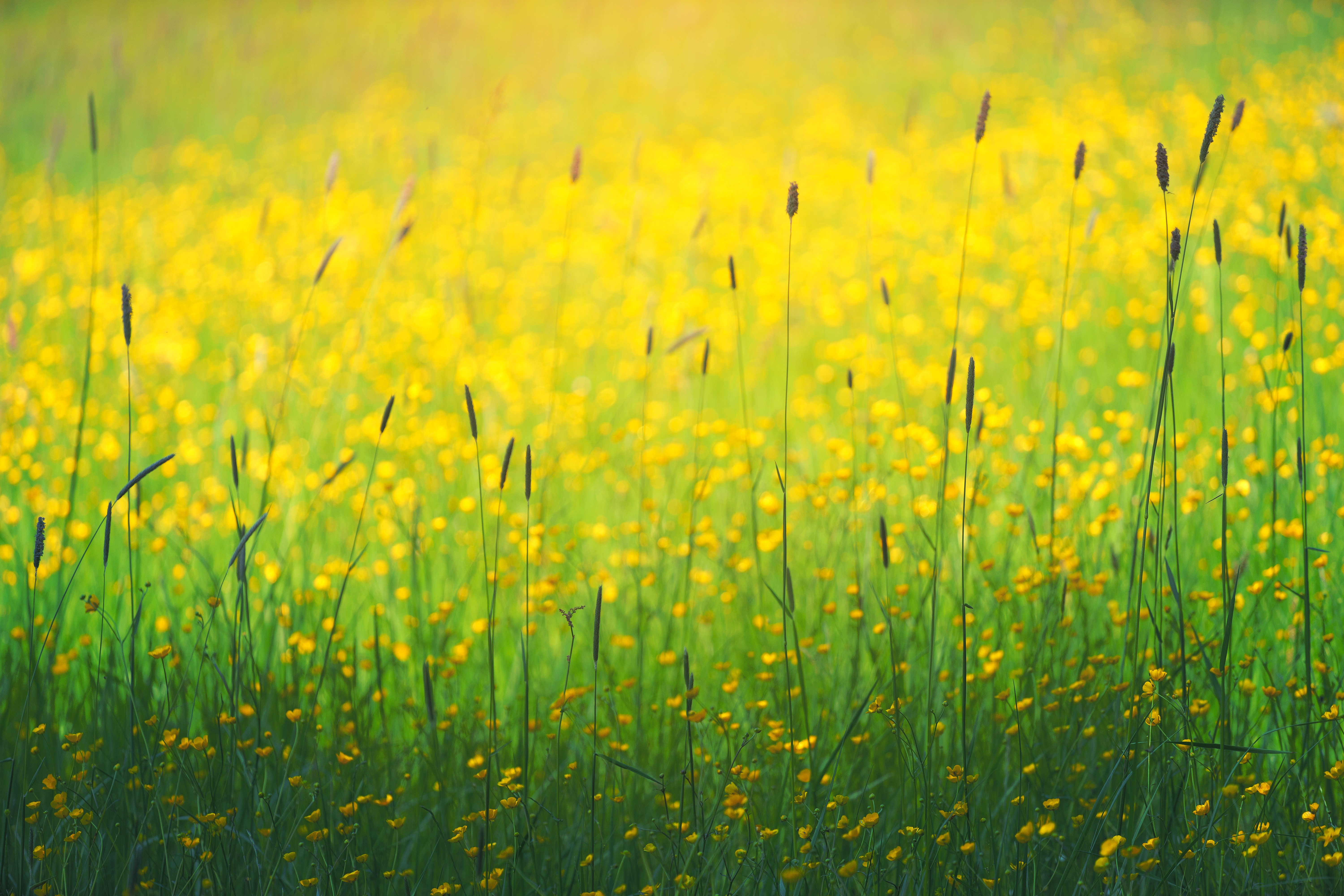 Free download wallpaper Grass, Nature, Flowers, Field on your PC desktop