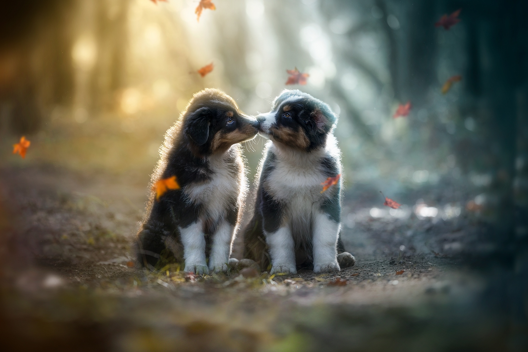 Download mobile wallpaper Dogs, Animal, Puppy, Baby Animal for free.