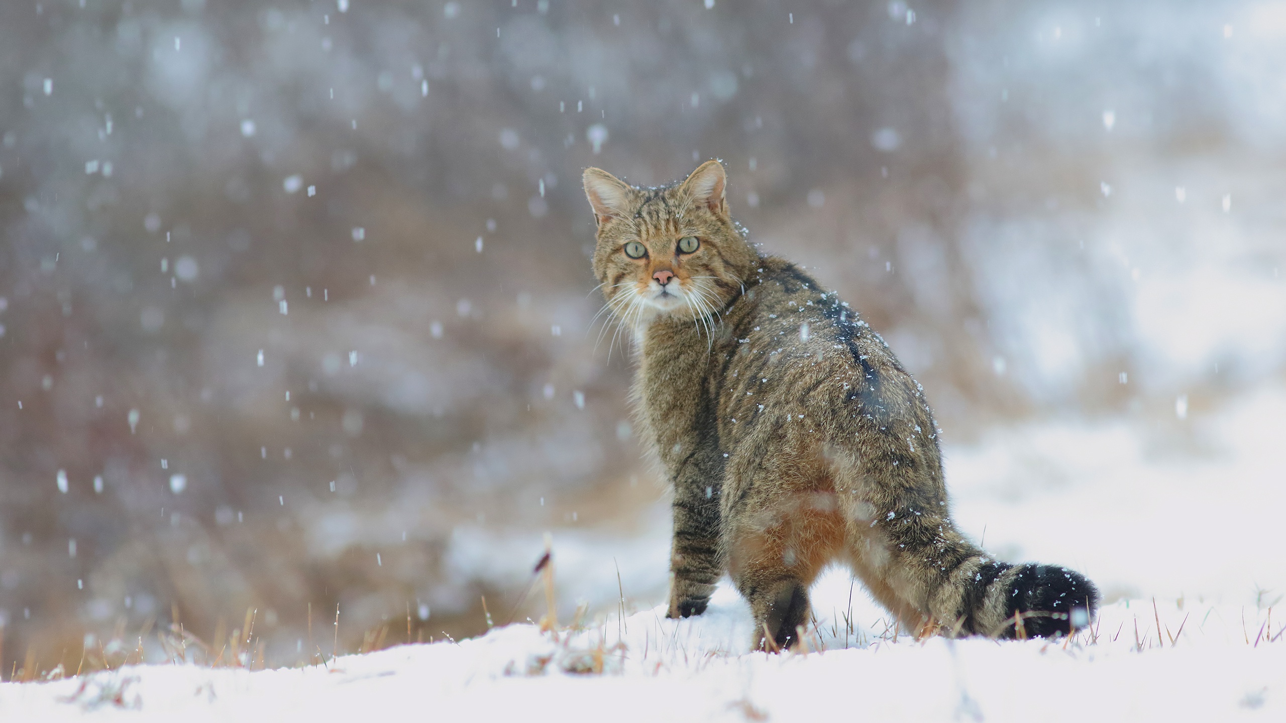 Download mobile wallpaper Winter, Cats, Cat, Animal, Snowfall for free.